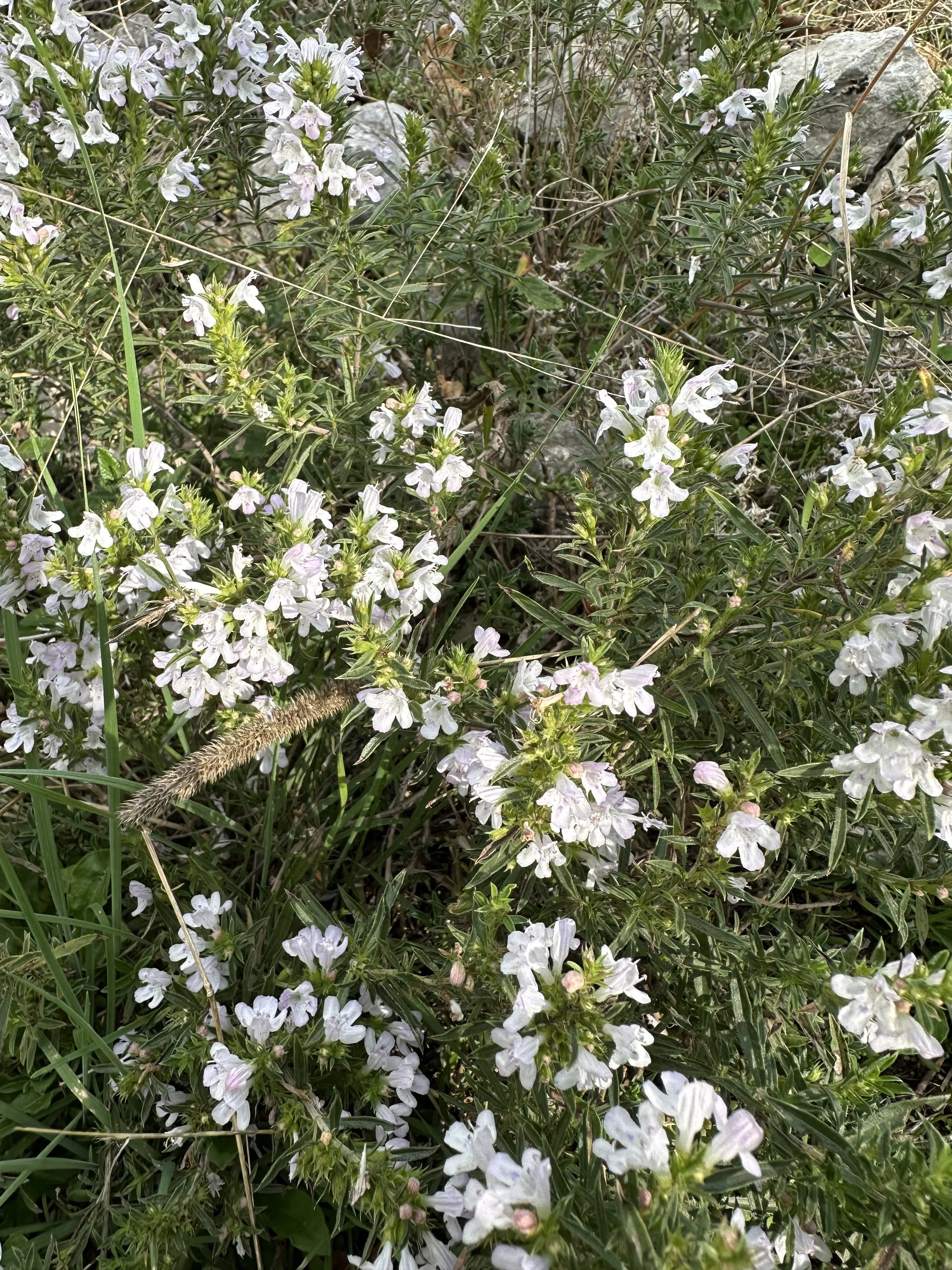 IMG_3280.jpeg