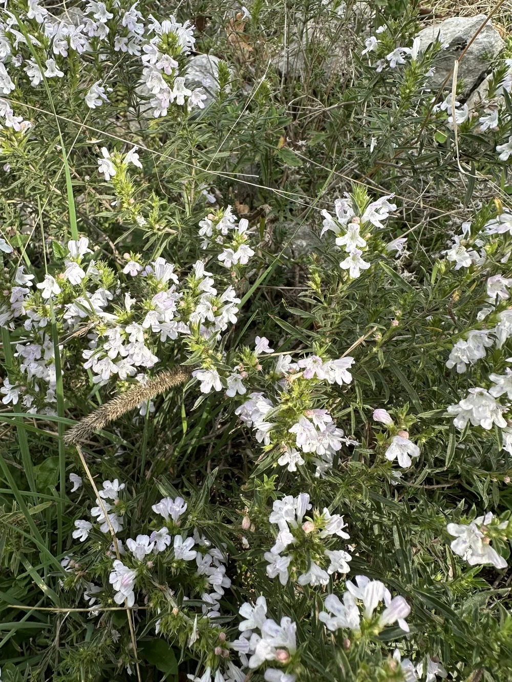 IMG_3280.jpeg