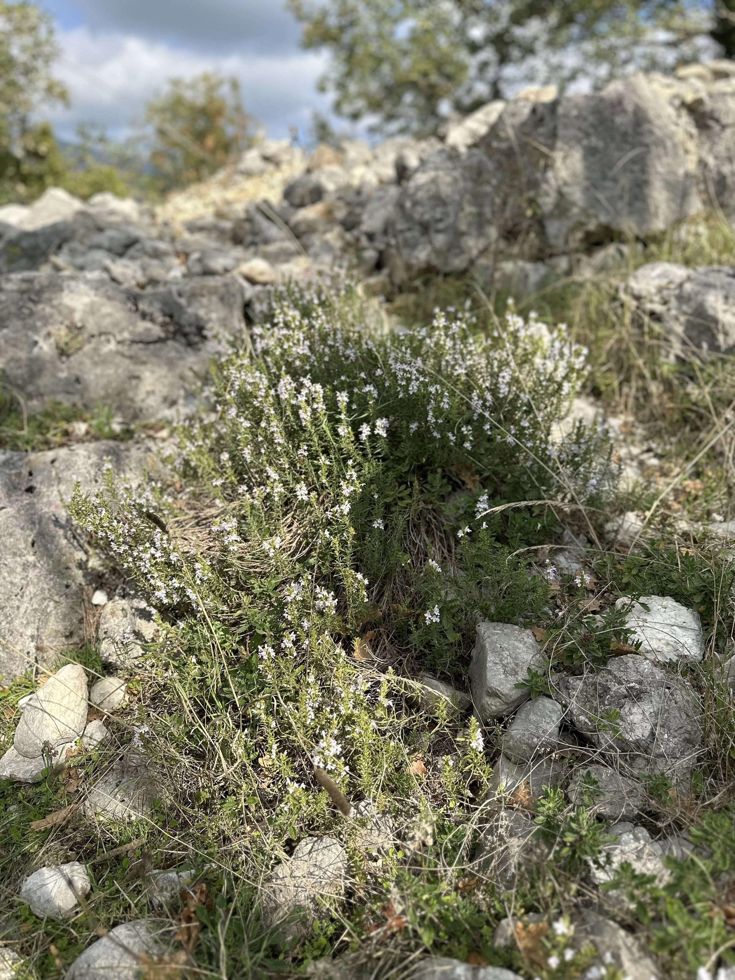 IMG_3282 2.jpeg