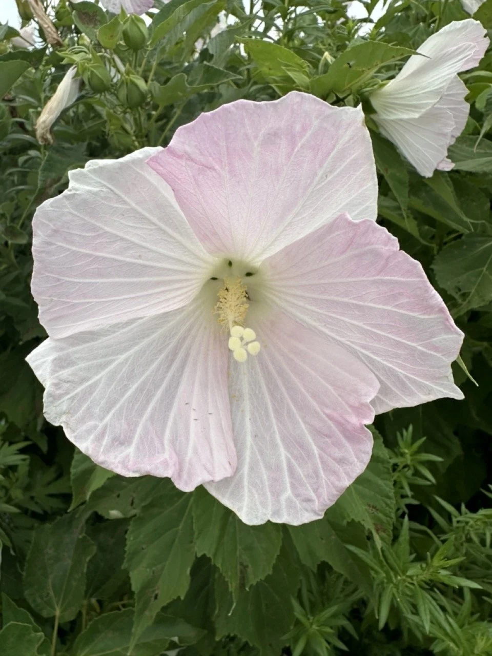 pale hibiscus Large.jpeg