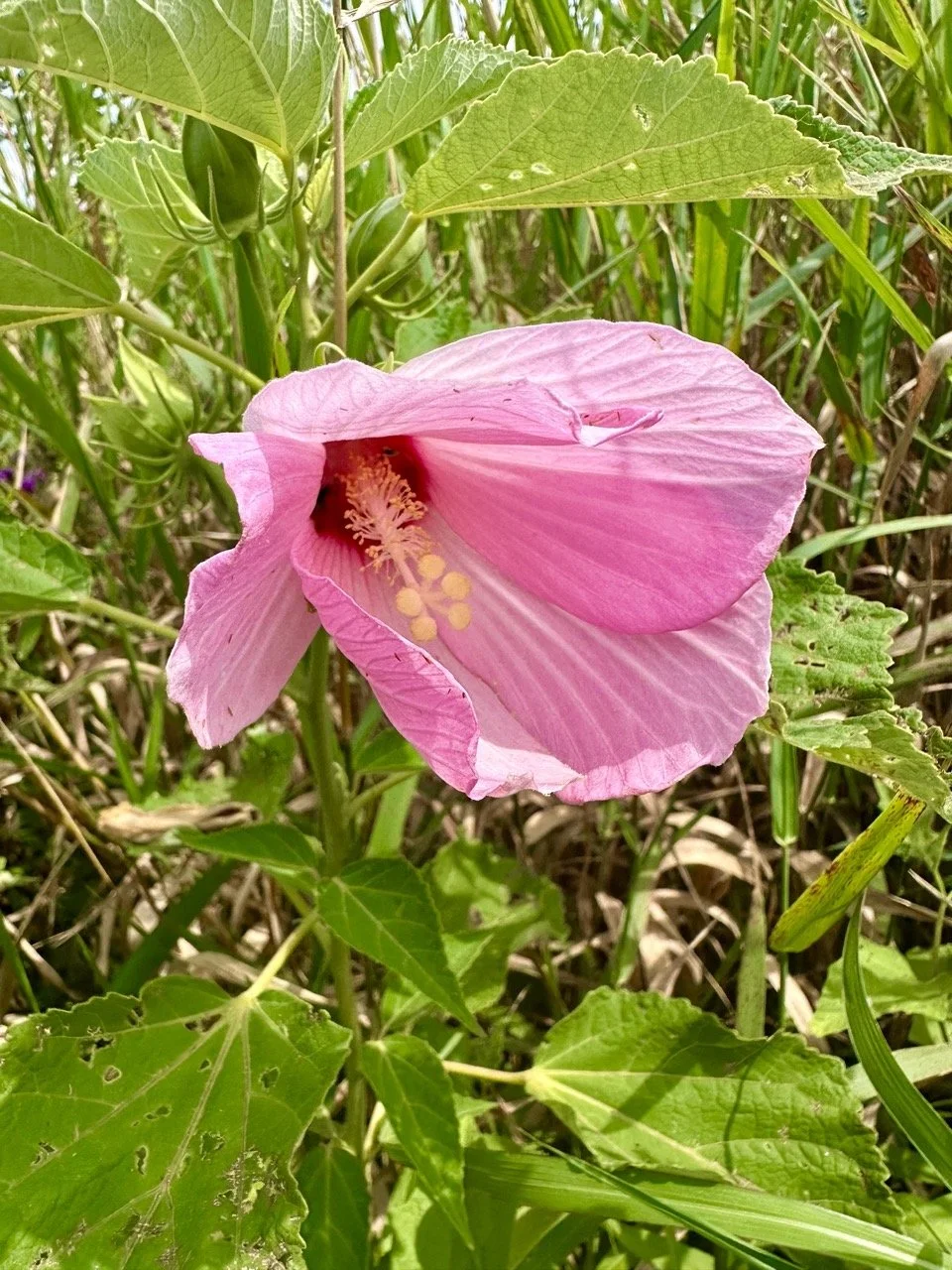 pink Large.jpeg