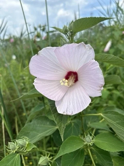 swamp rose pale .jpeg