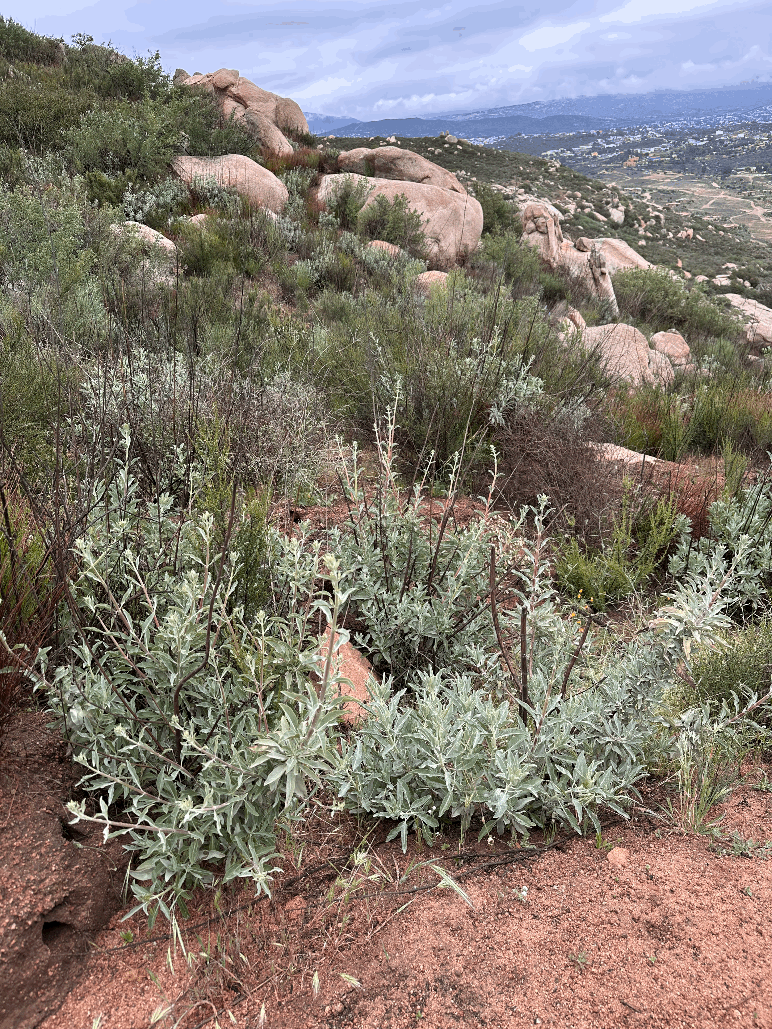 Rancho La Puerta Resident Teacher