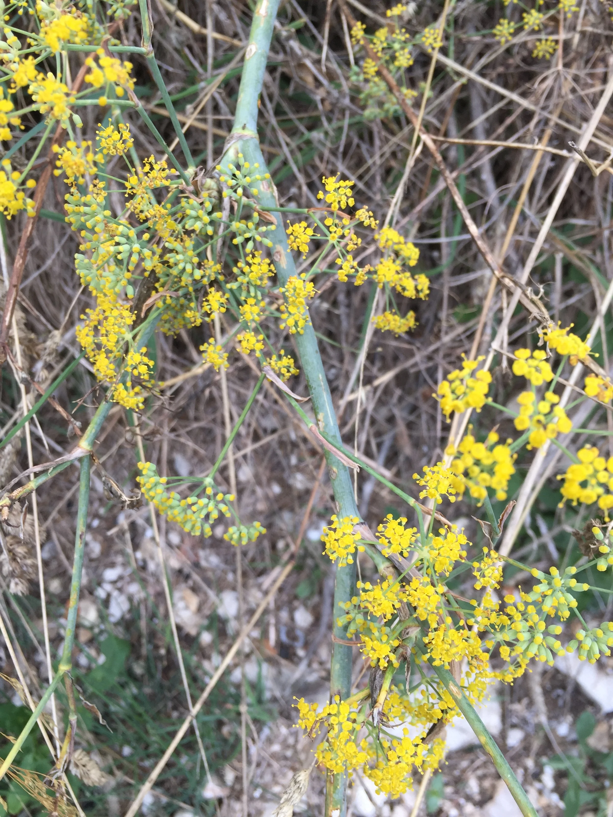 Fennel Pollen &amp; Seed