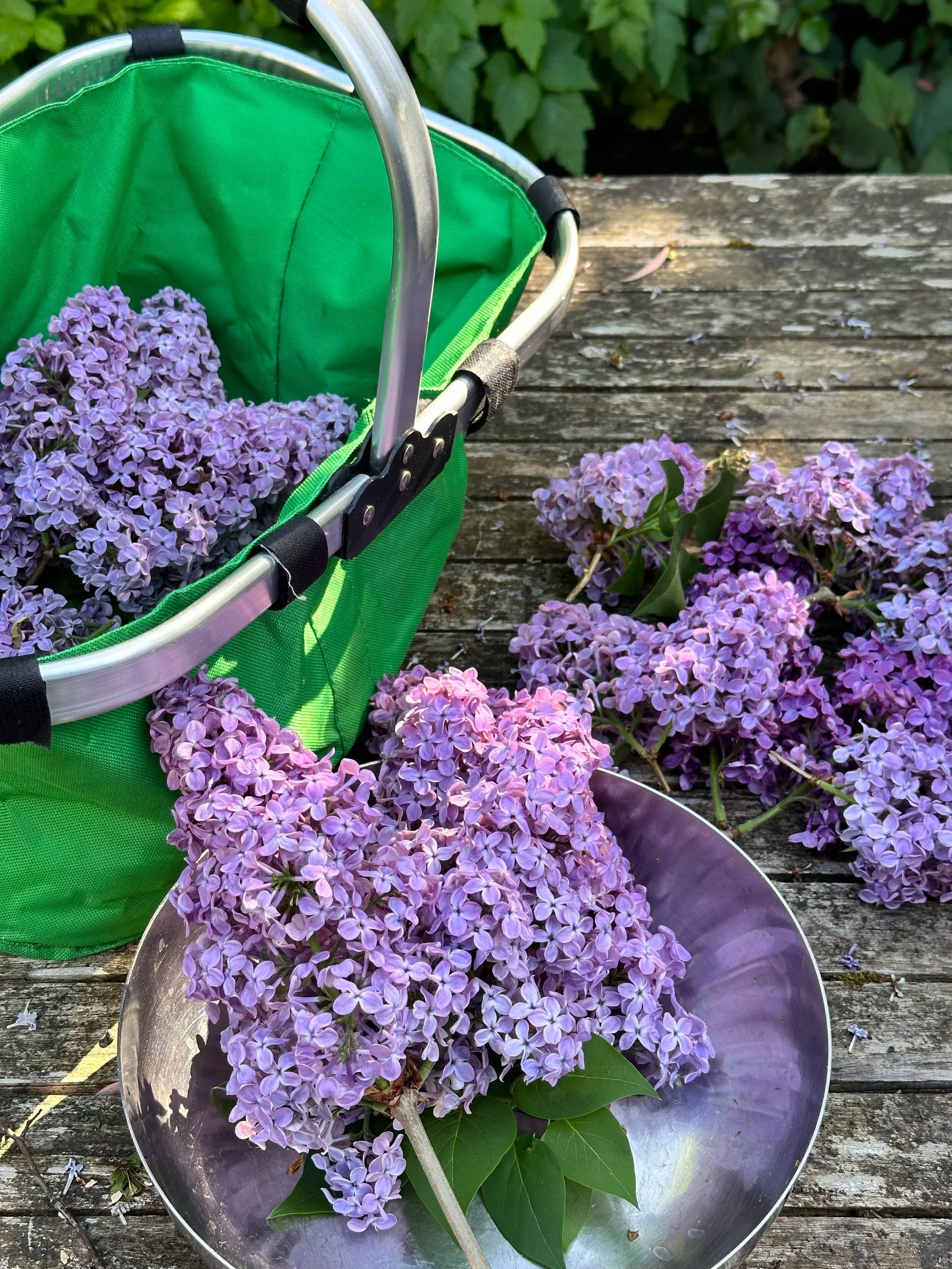 fresh harvest