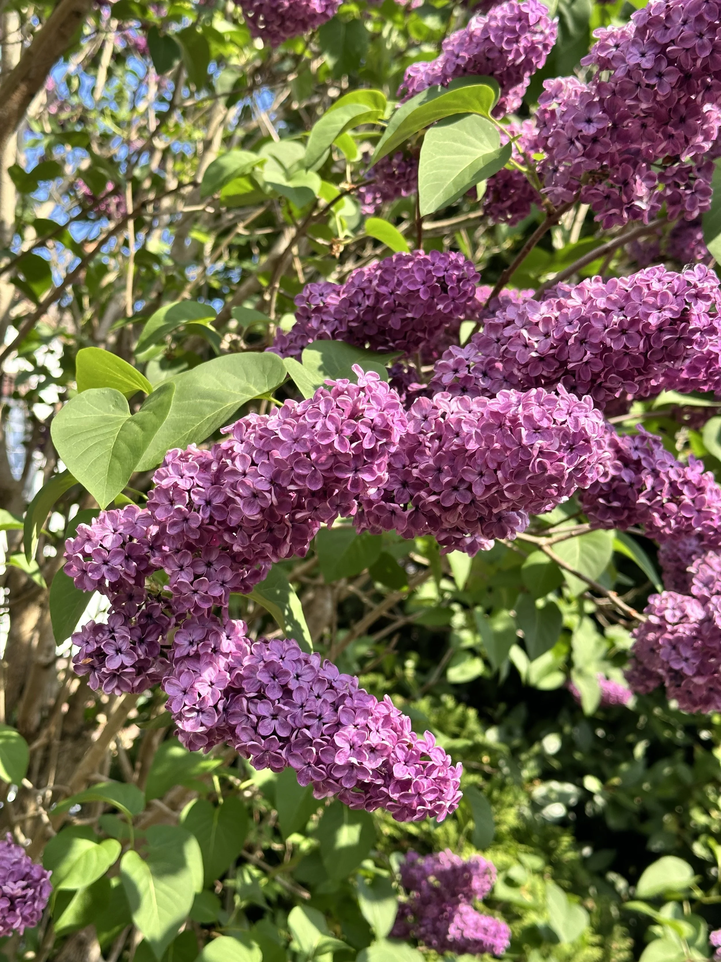 my mum's neighbor's lilac