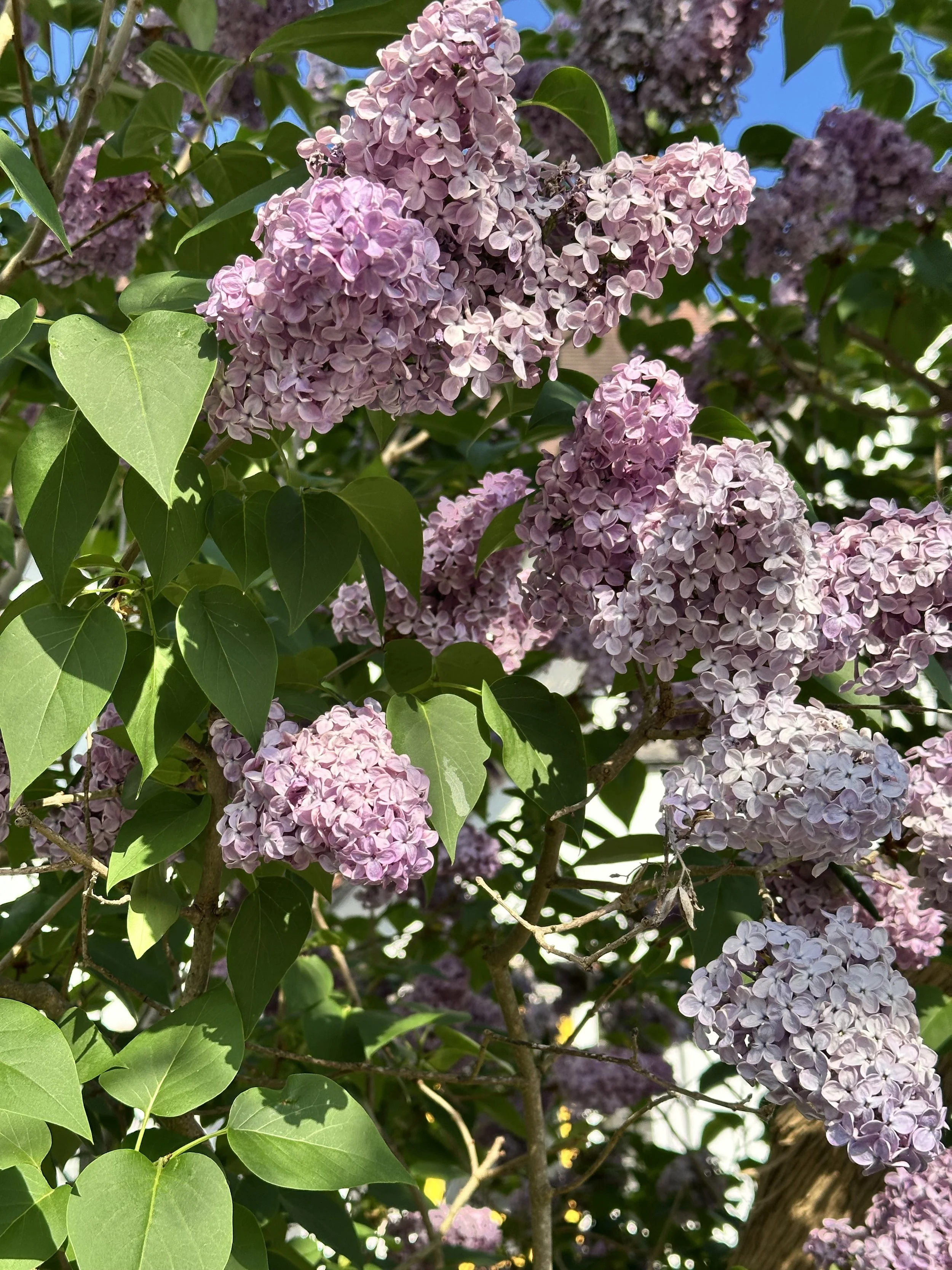 my mum's lilac