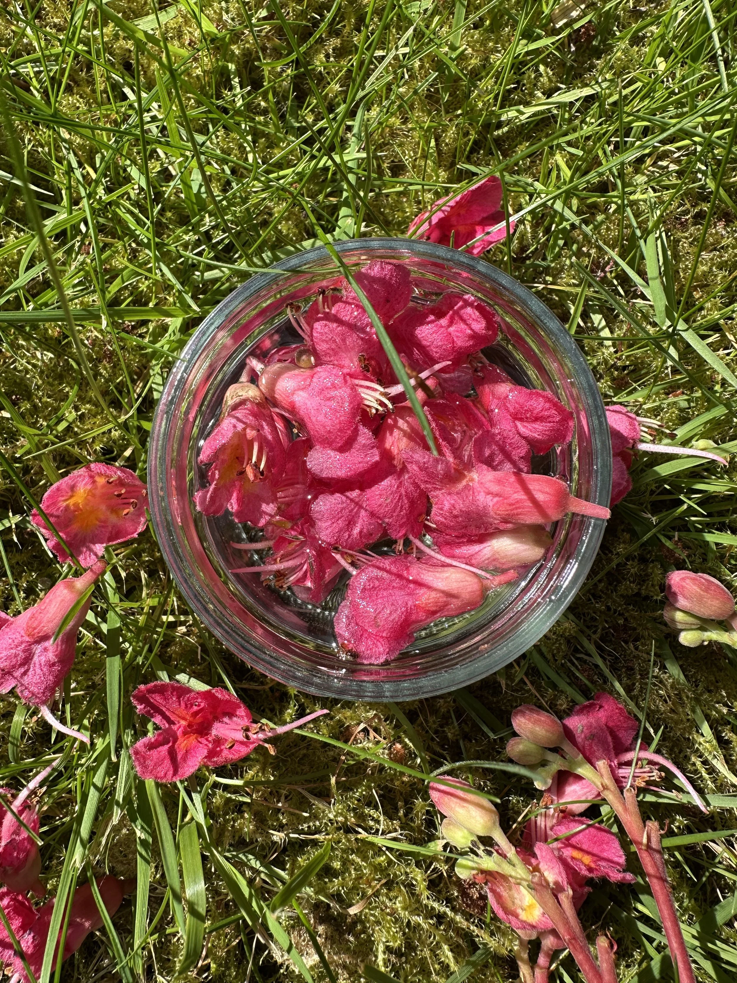 The Art Of Flower Essences