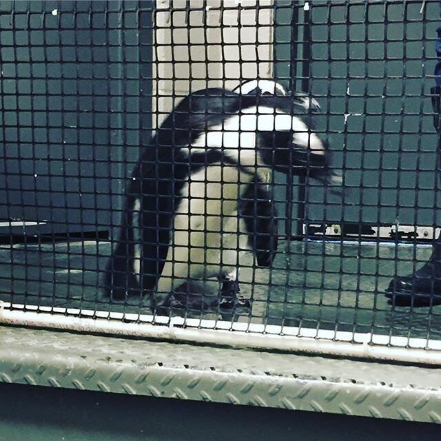 This penguin is depressed because he just found out his bff the catfish was noodled. Don't bum out penguins! #defundnoodling #savethefishies #penguin #depression #sad #tears #animalsarefriends #flipper