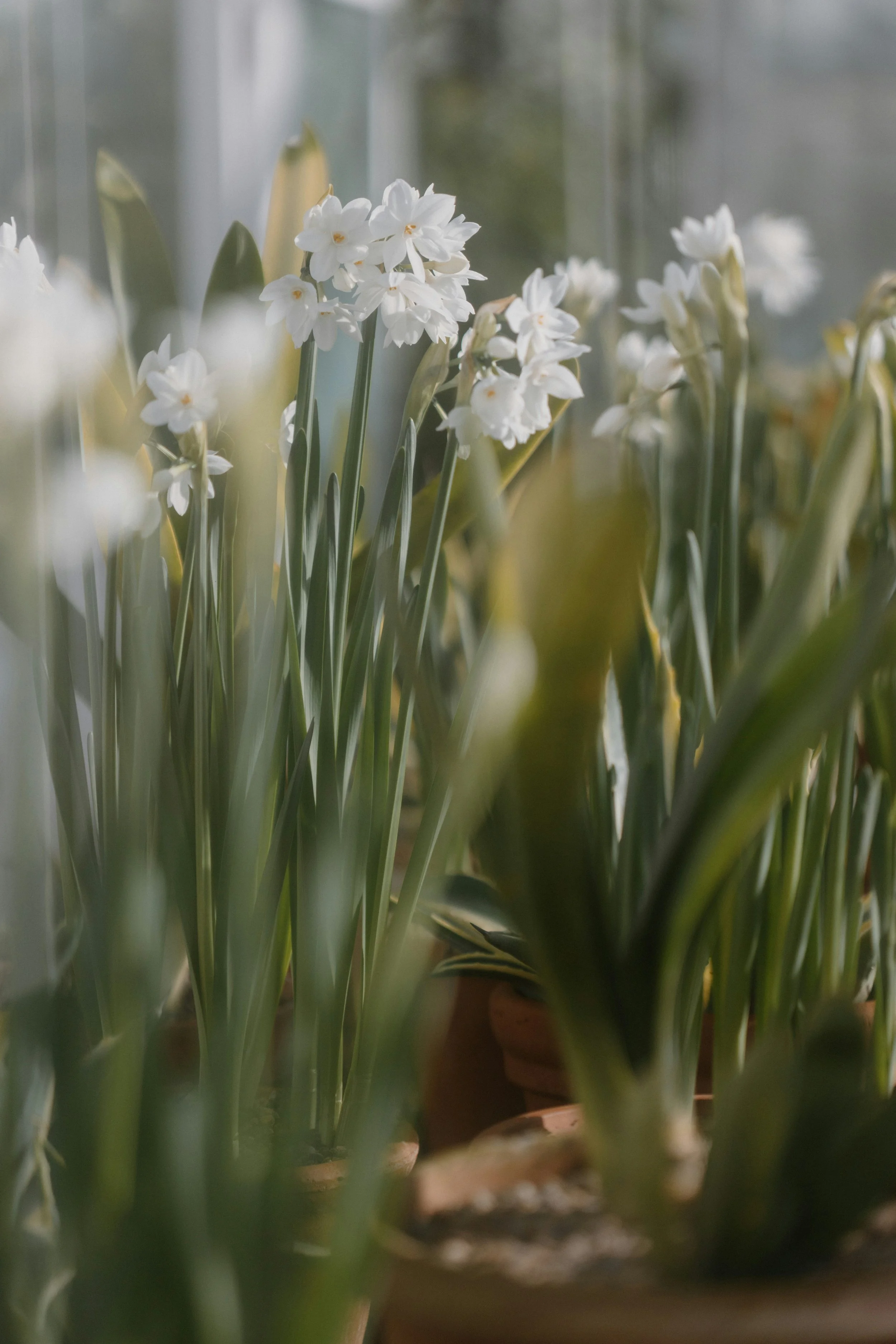 SPRING PRAYER TIE CEREMONY - BOWEN ISLAND, BC