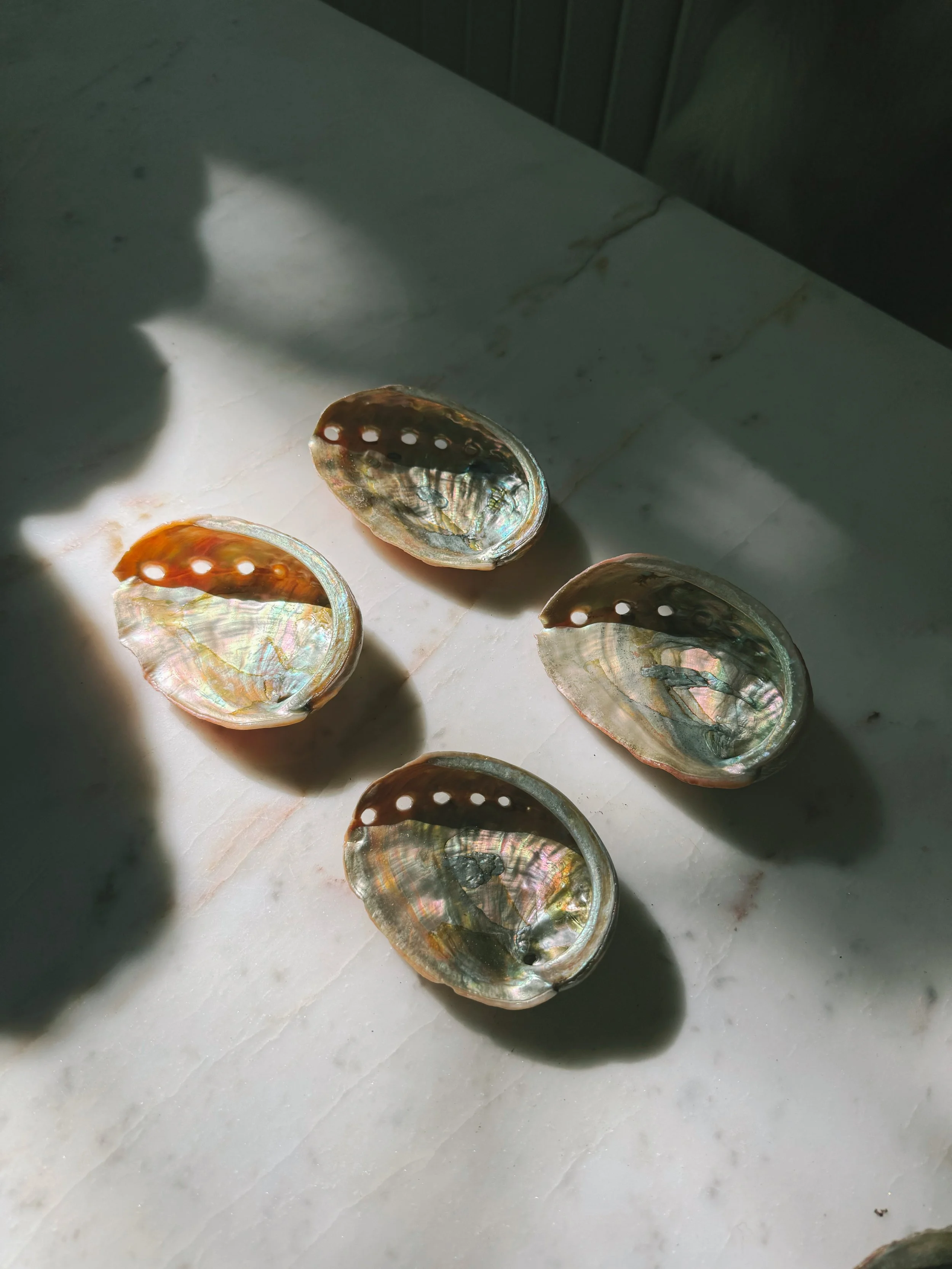 WILD HARVEST ABALONE PINK SHELL 4"