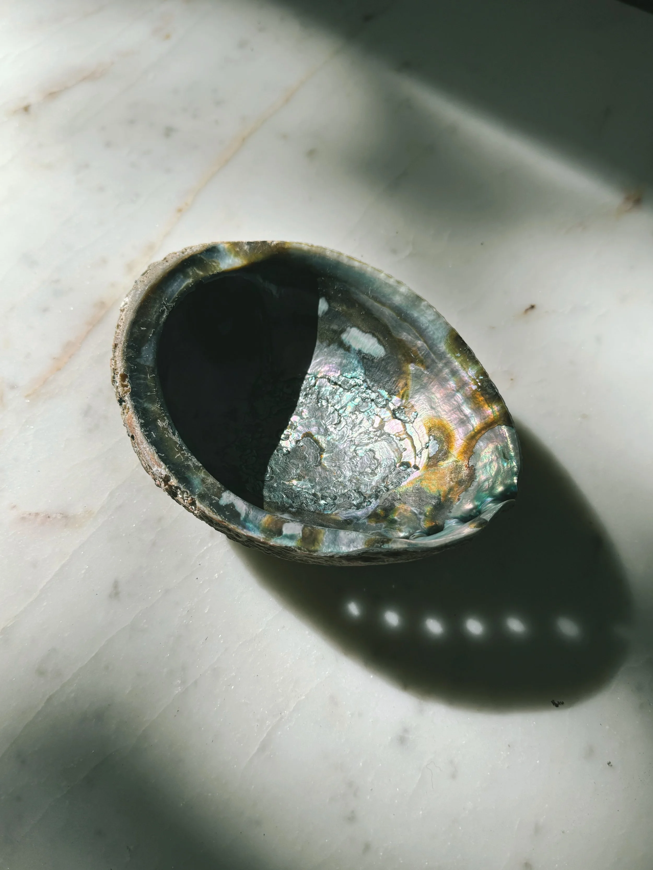 WILD HARVEST ABALONE BLUE-GREEN SHELL 4"