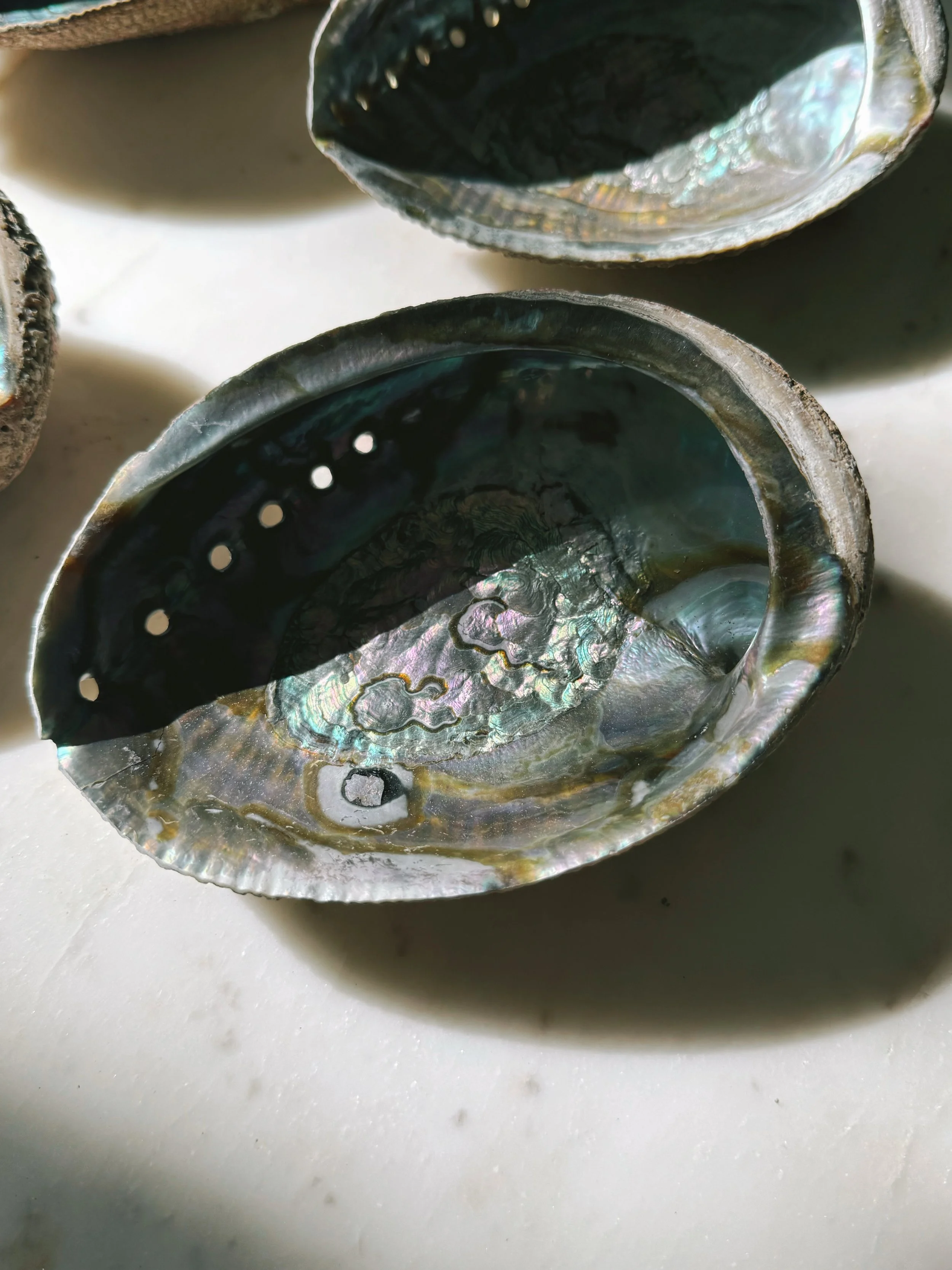 WILD HARVEST ABALONE BLUE-GREEN SHELL 6"