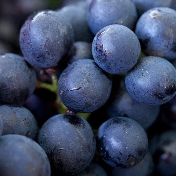 Our type of Monday Blues...憂鬱的星期一看著這些圓潤飽滿的葡萄，好像就不那麼憂鬱了🍇🍷

📷: @artemisdomaines 
・
・
#mondayblues #grapes #pinotnoir #domainedeugenie #bourgogne