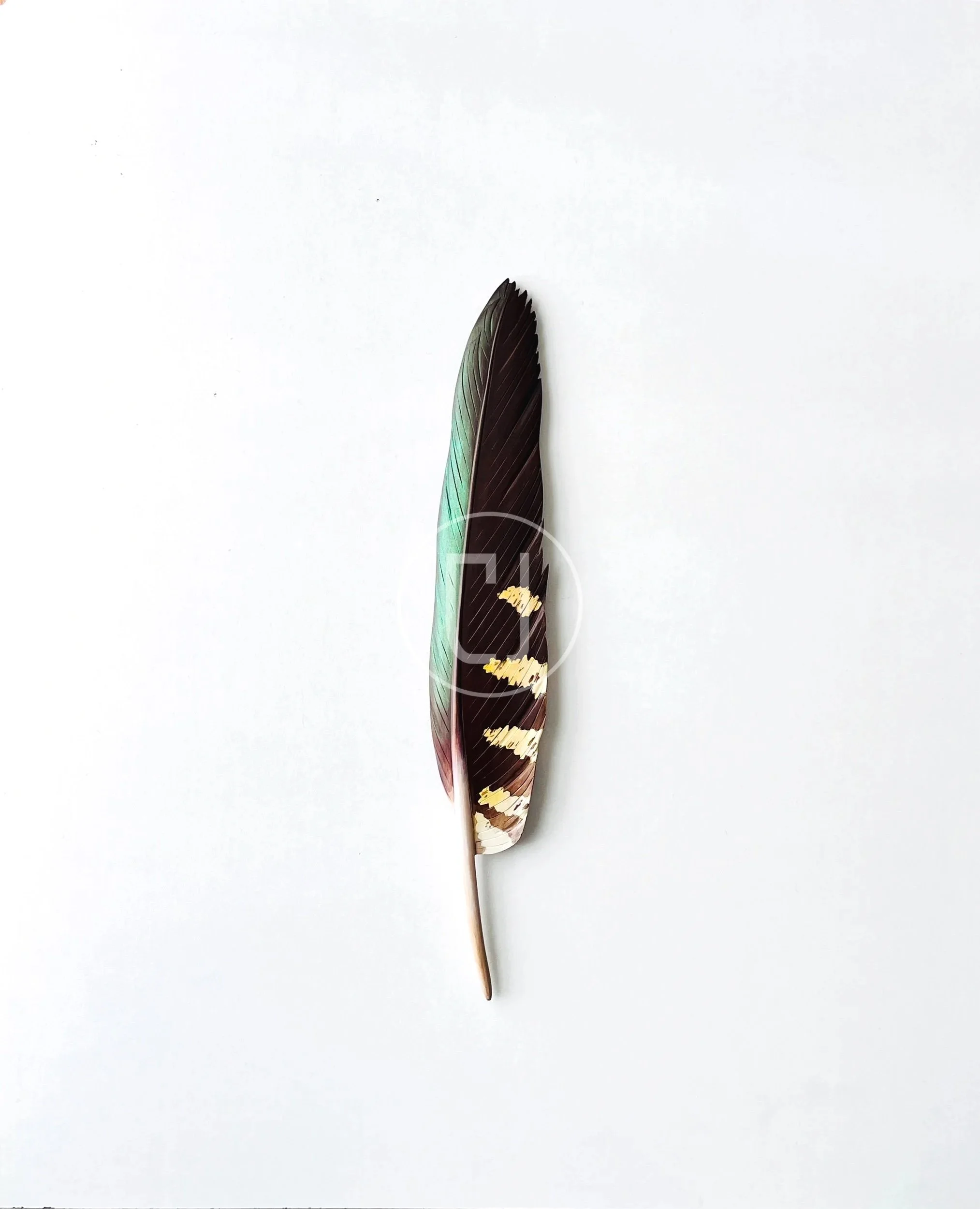 Kea Wing Feather Art 40cm