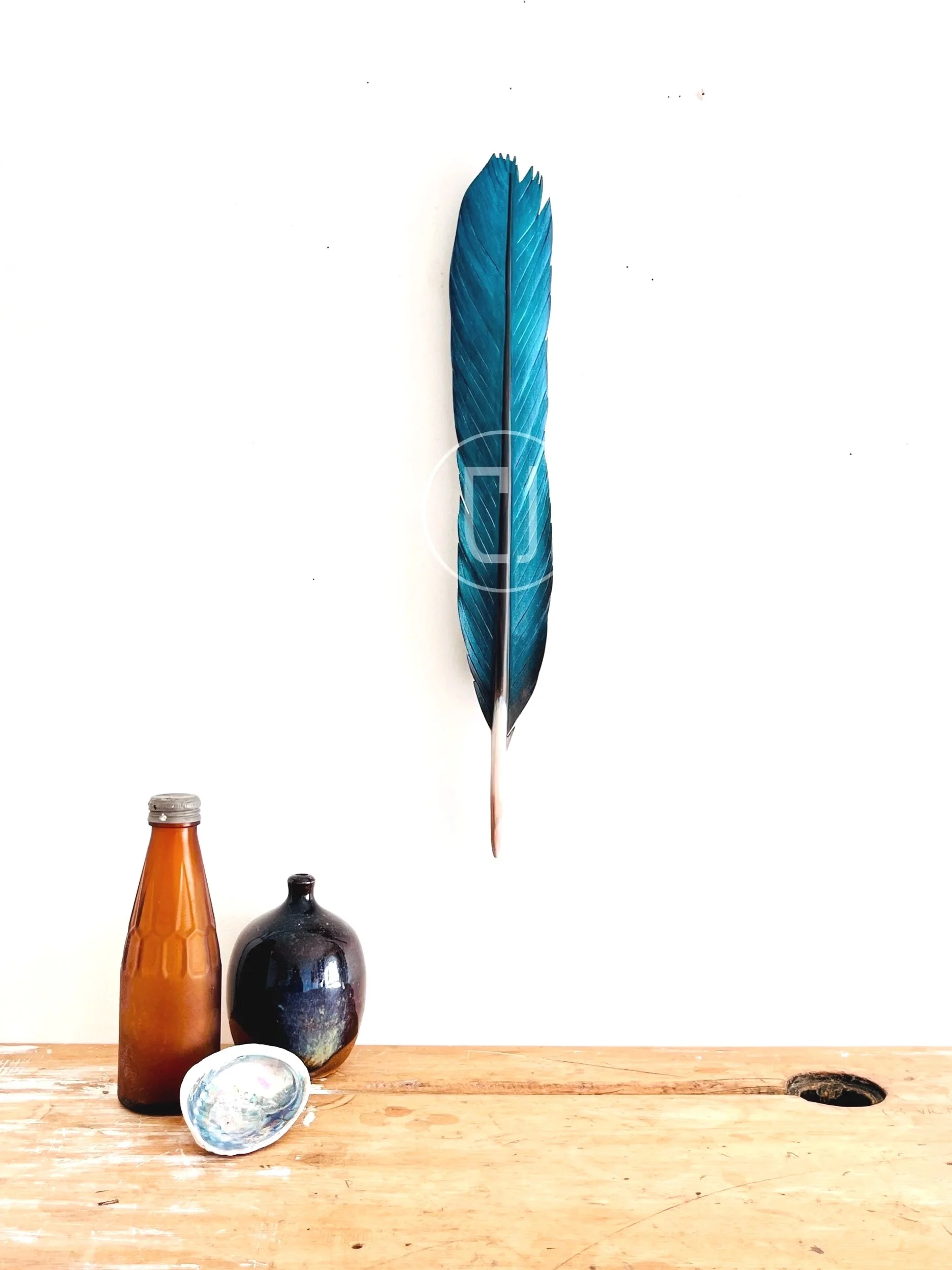 Kōtare Tail Feather in Rimu 40cm