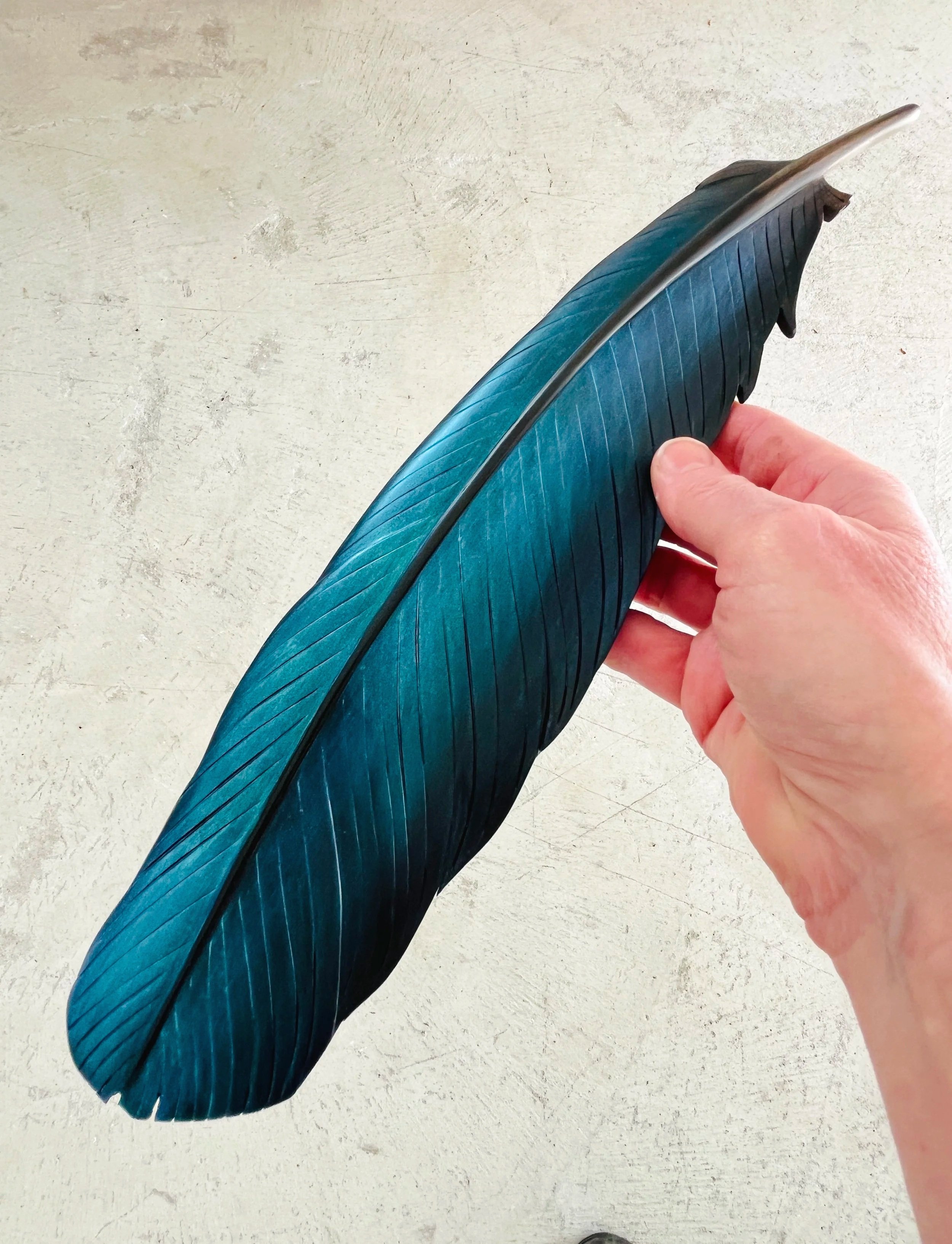 Tūī Wing Feather Art Birch- 38cm