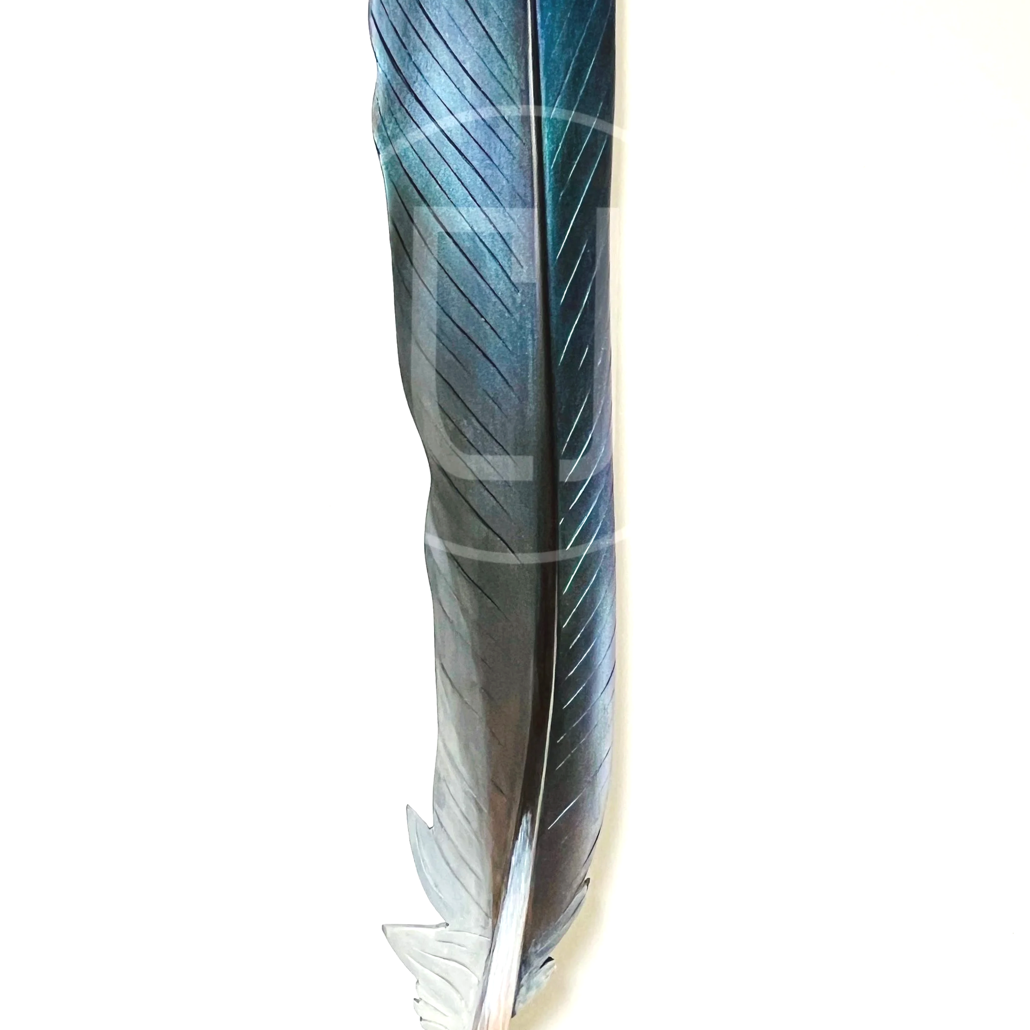 kereru+art+iridescent+feather.png