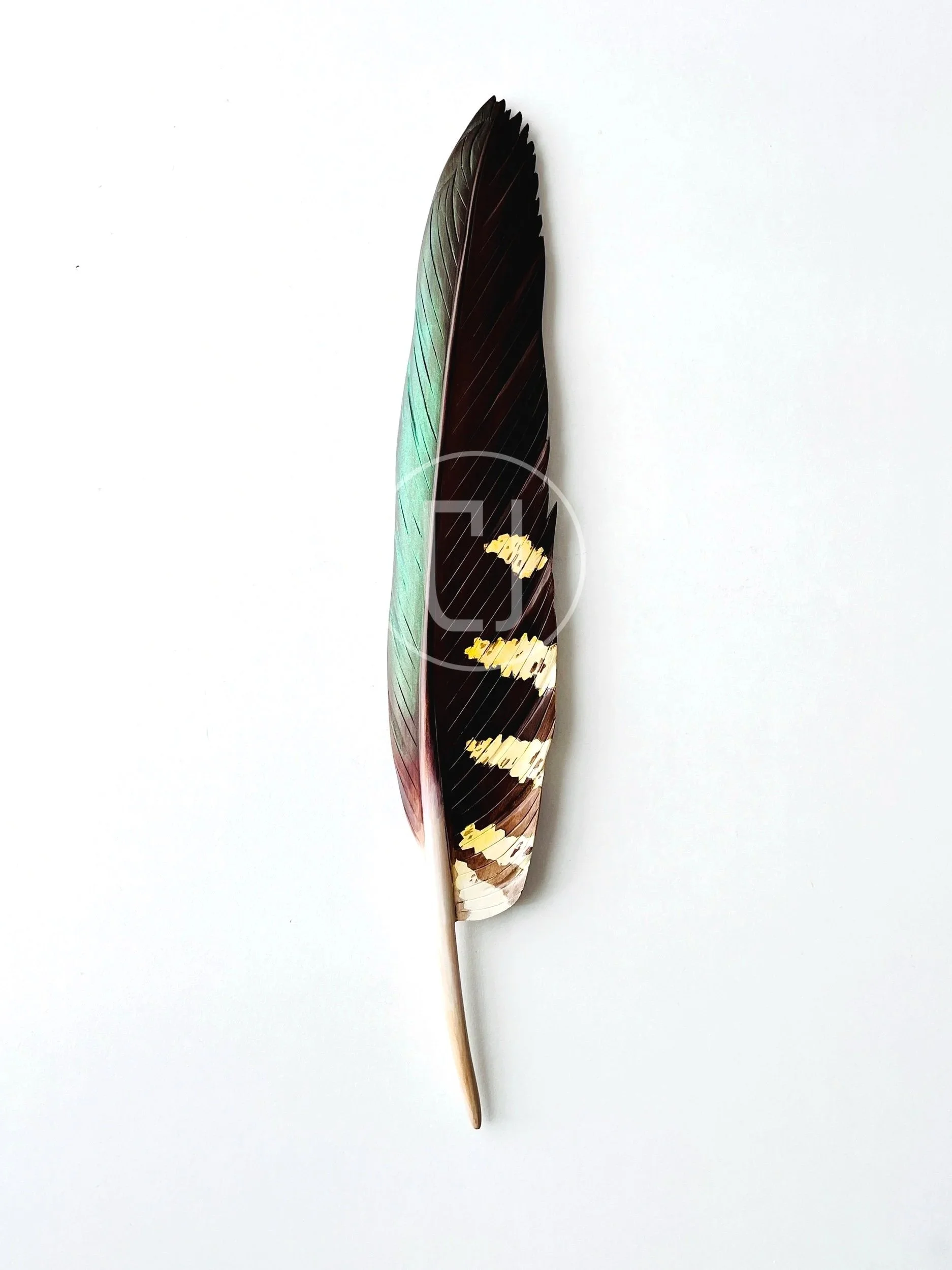 detail of kea feather carving wall art by claire jensen