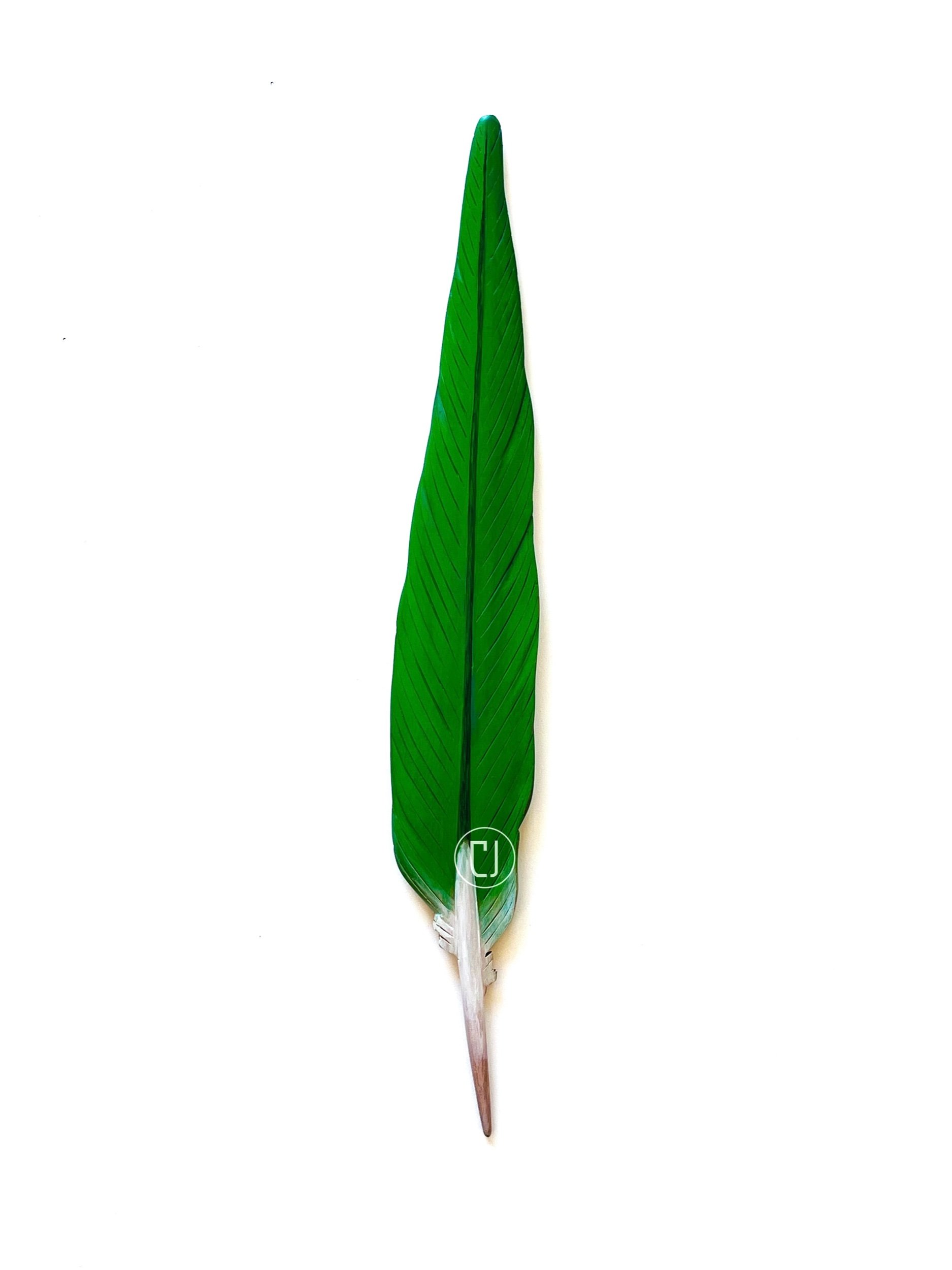 kakariki tail feather art made in New Zealand by Claire Jensen Opunake.