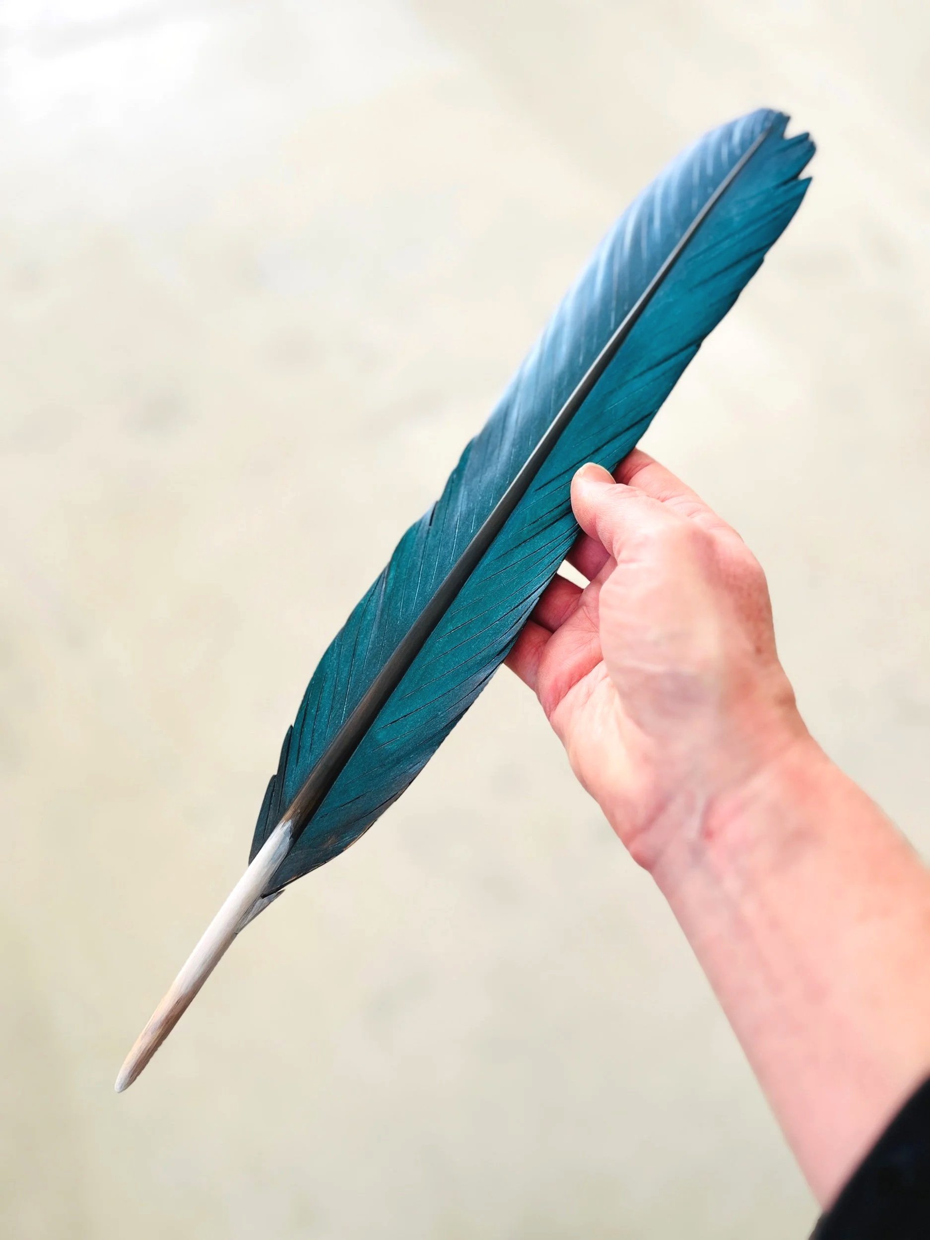kotare feather carving wall art by claire jensen