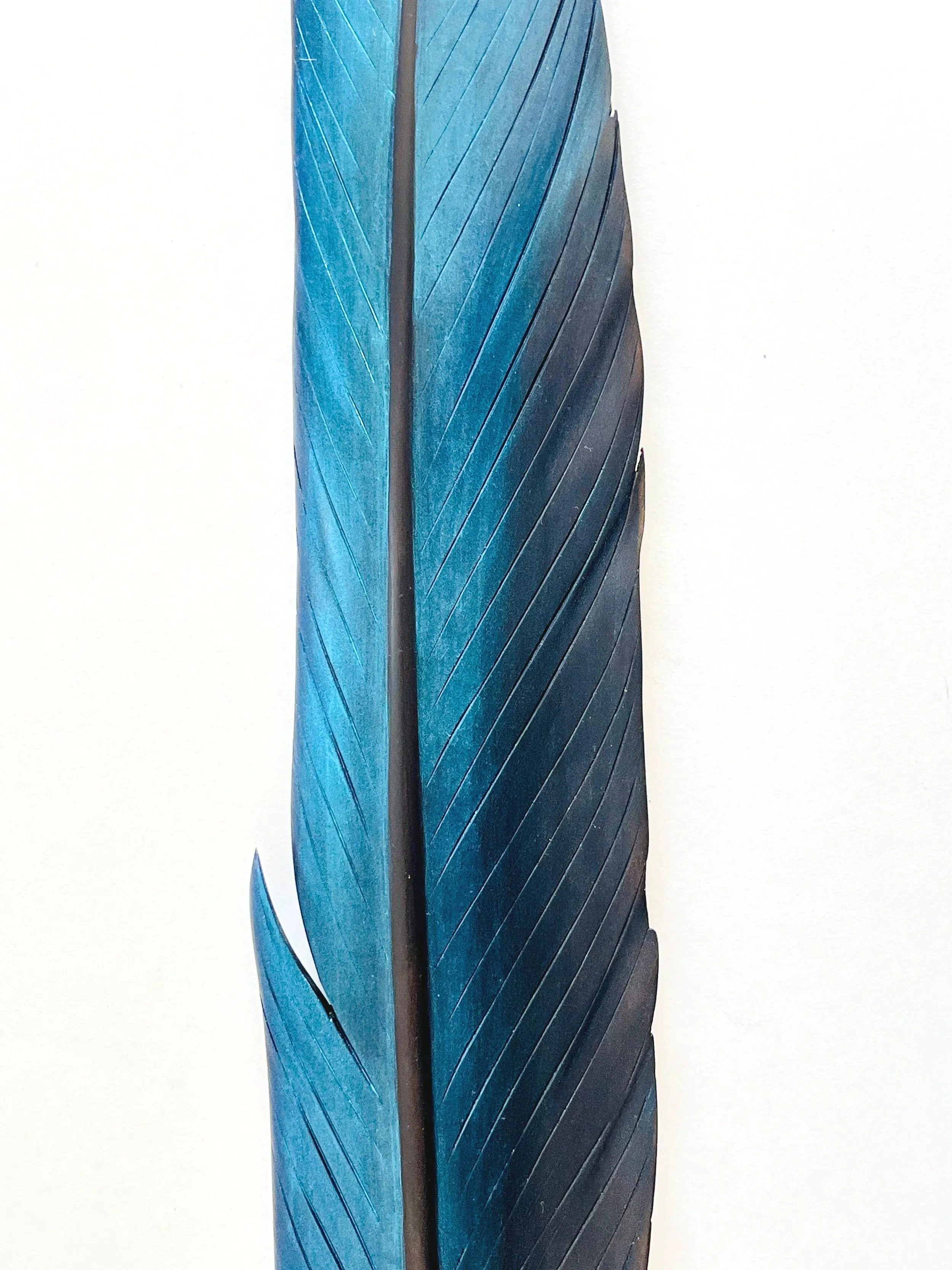 detail+of+stunning+iridescent+blue+kingfisher+feather+art+made+in+nz.jpg
