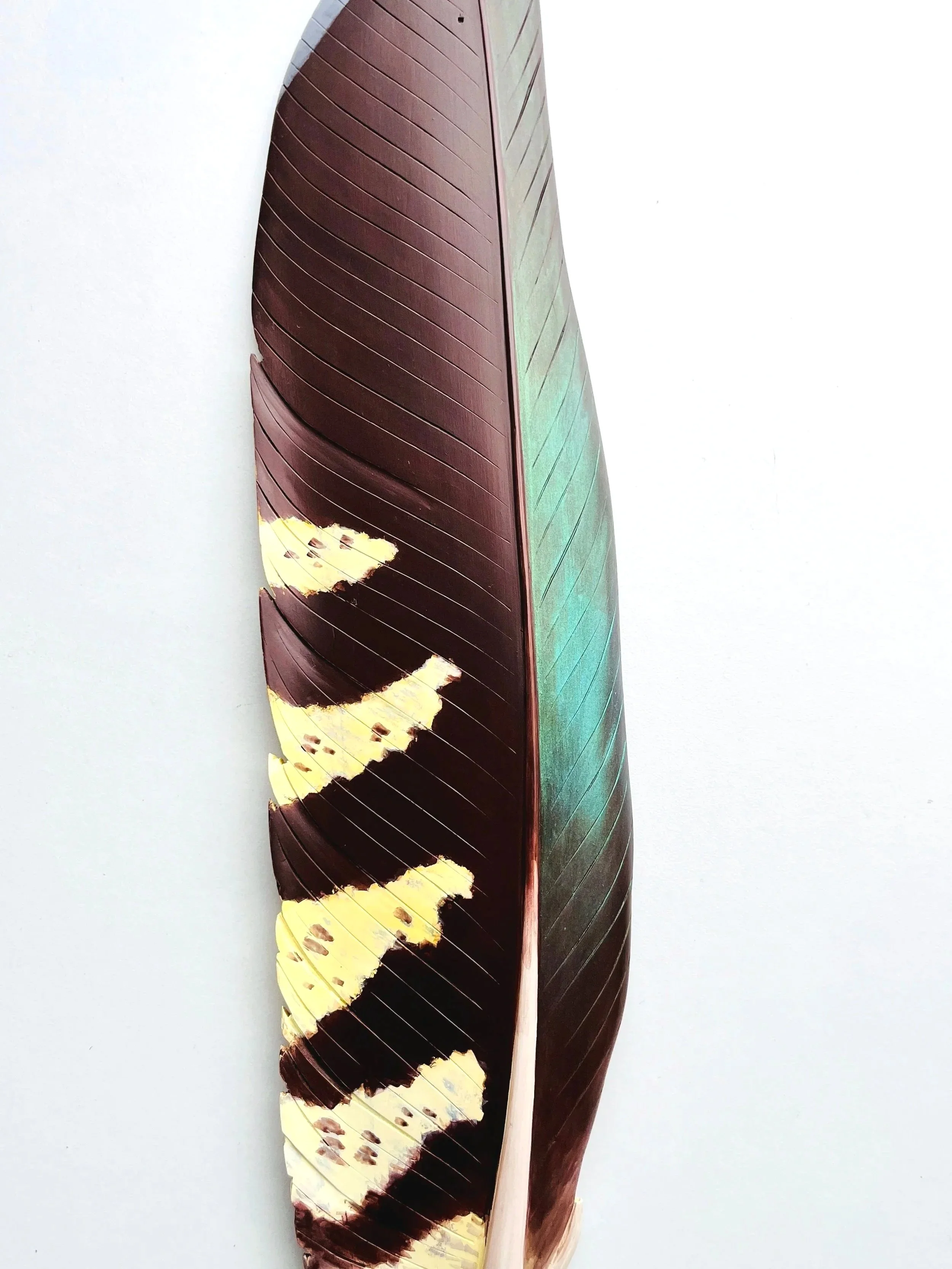 kea parrot carved feather wall art by claire jensen nz