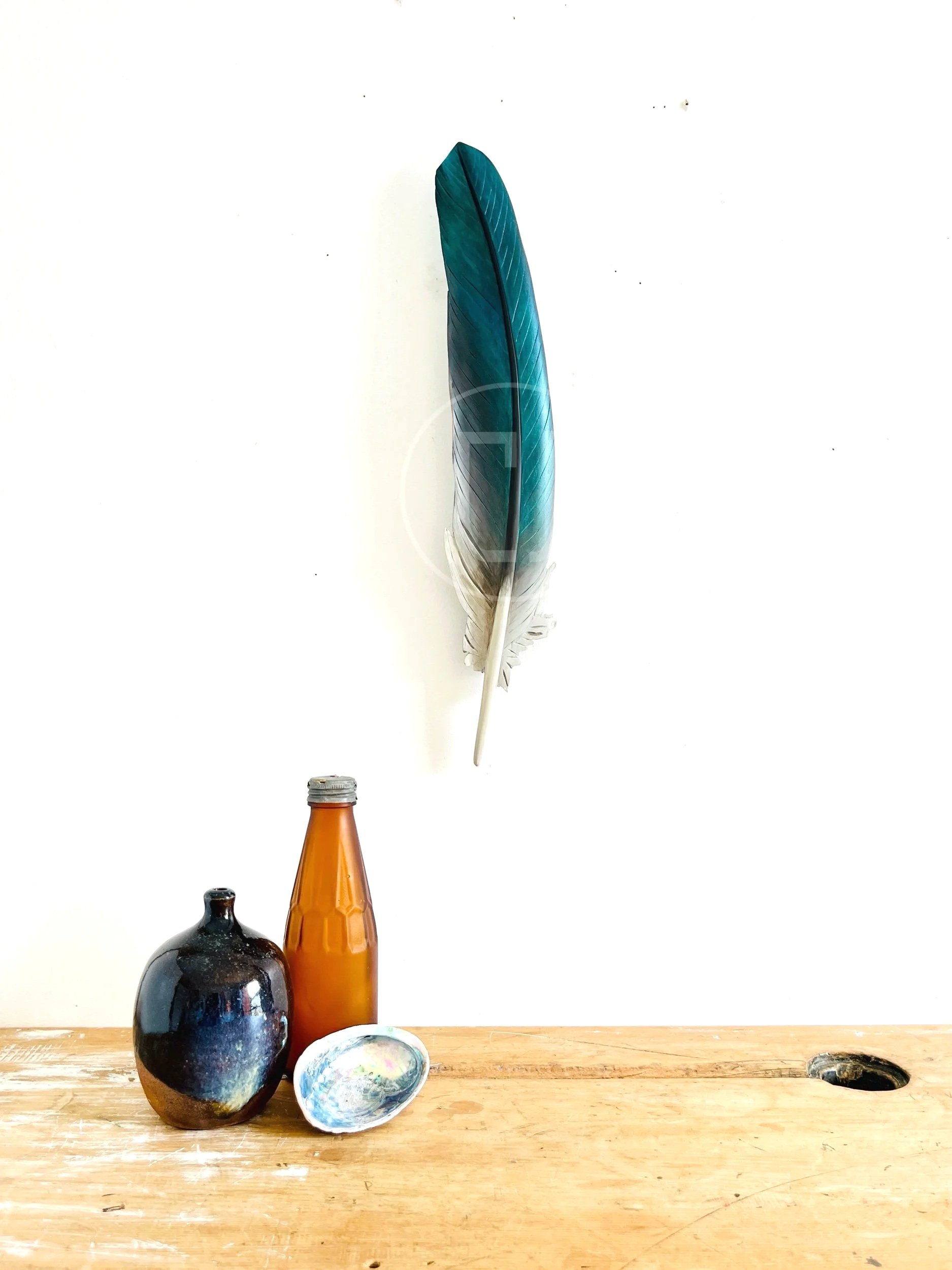 Kererū Flight Feather in Matai- 40cm