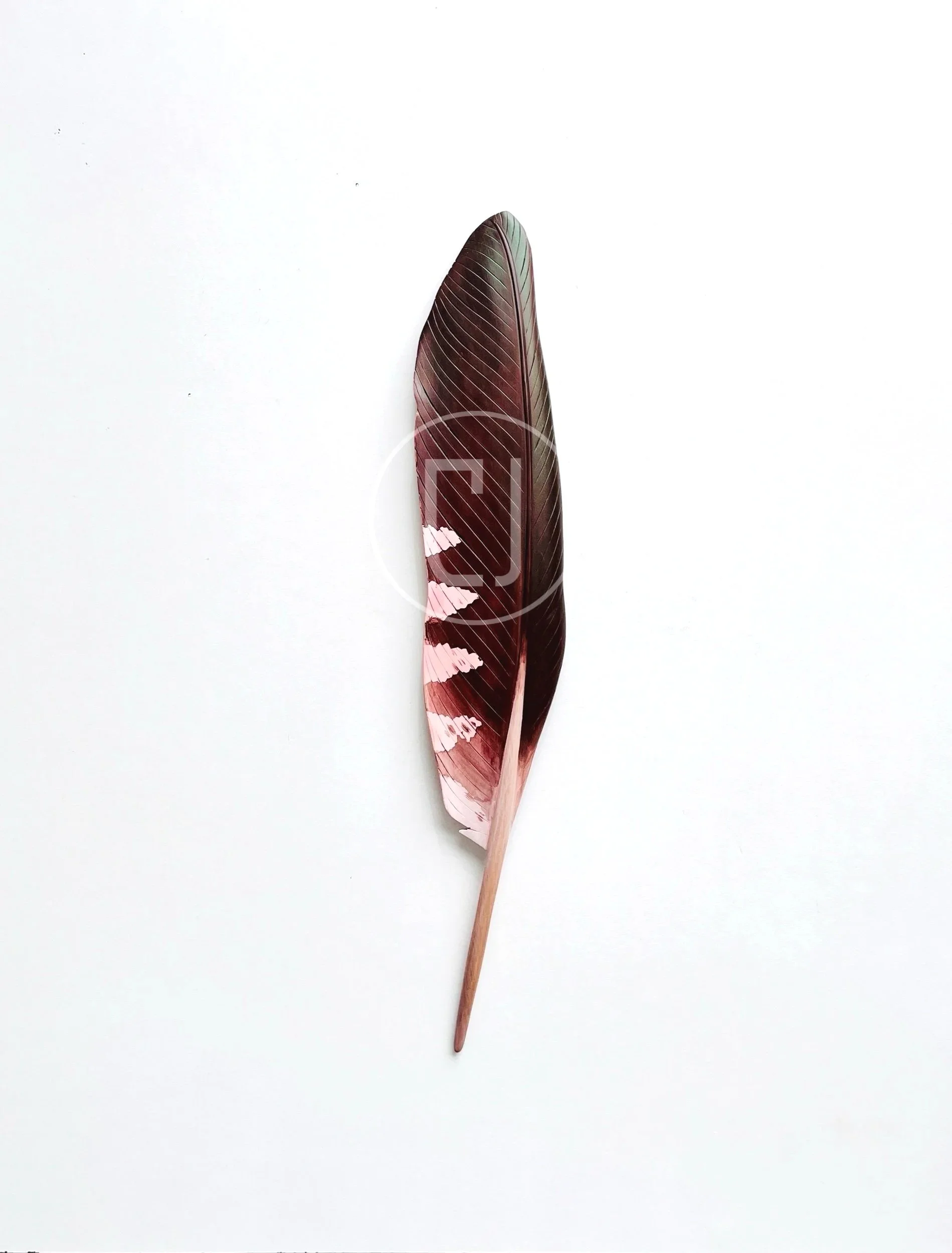 Kākā Wing Feather Art in Rimu 42cm