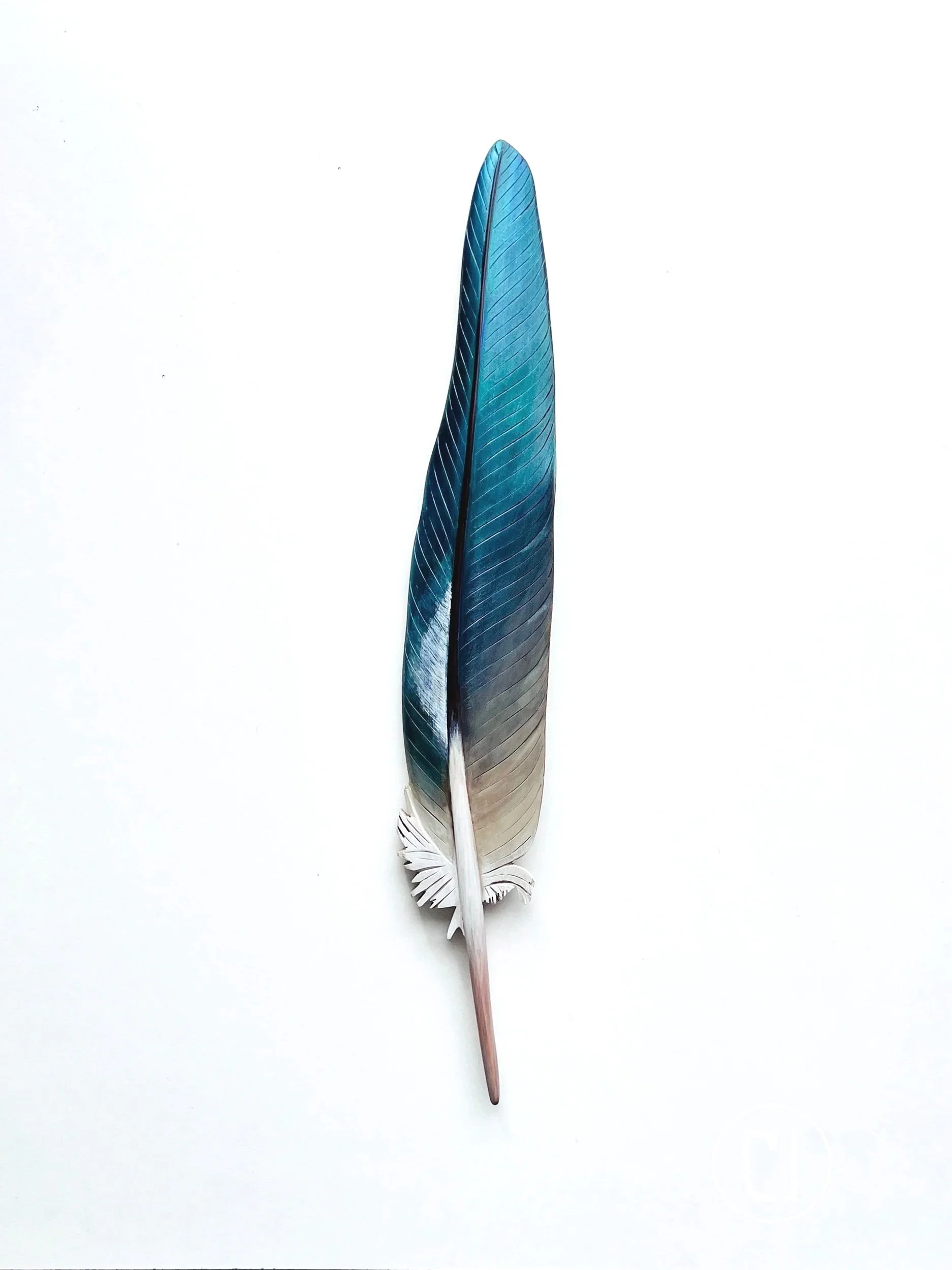 native wood pigeon art by claire jensen NZ