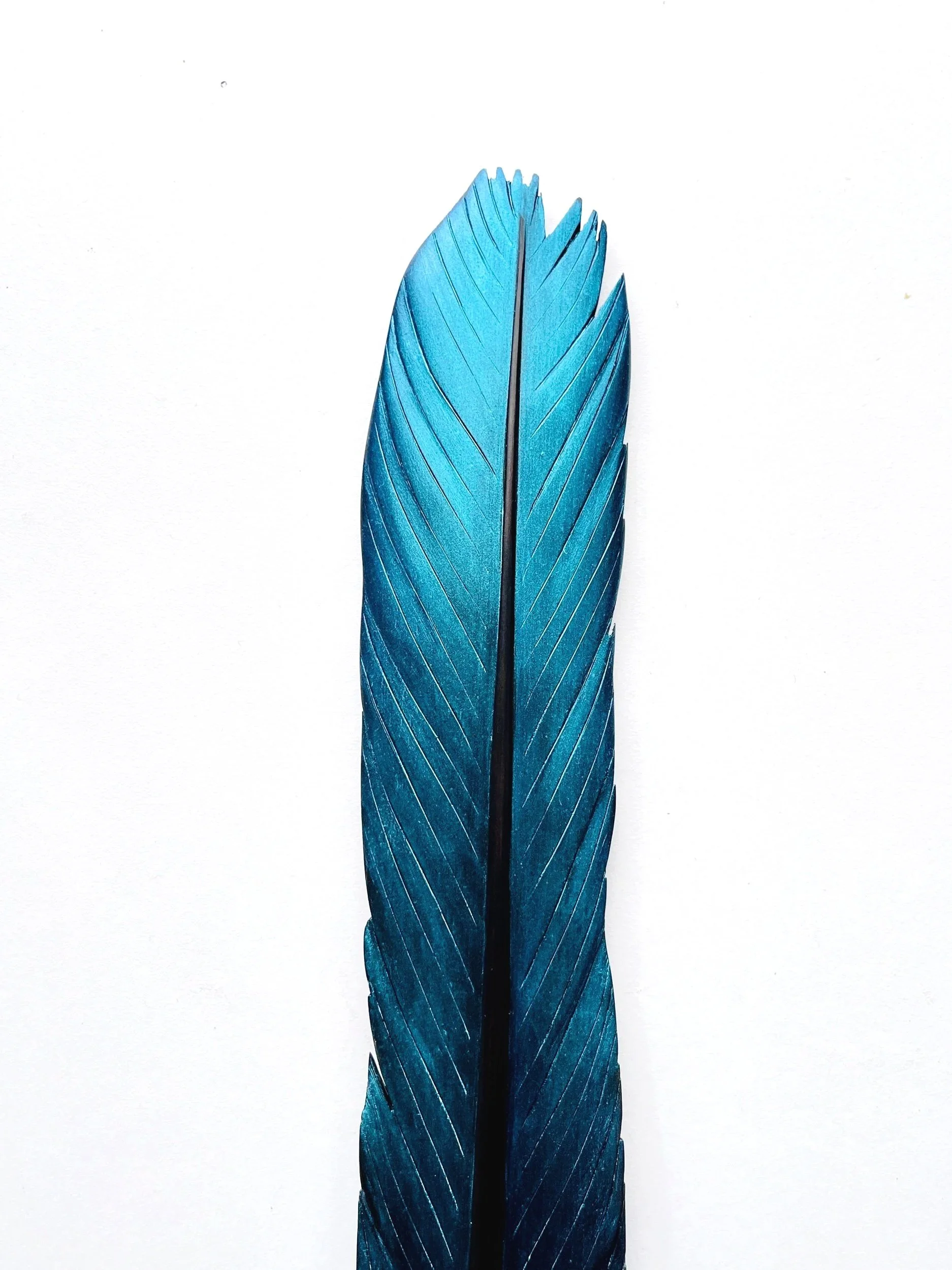 detail of iridescent blue green kotare kingfisher feather art by claire jensen