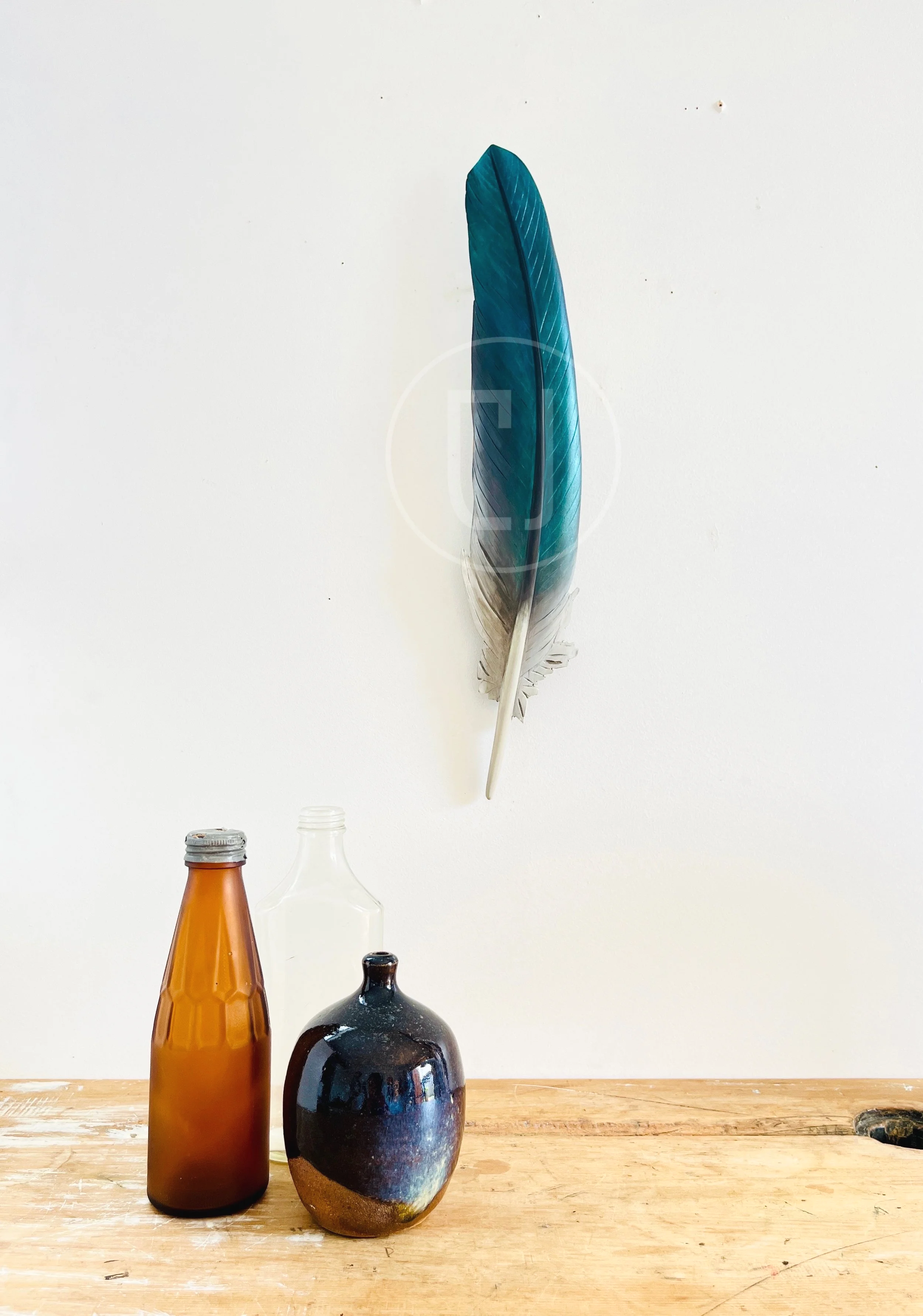 Kererū Flight Feather in Matai- 40cm