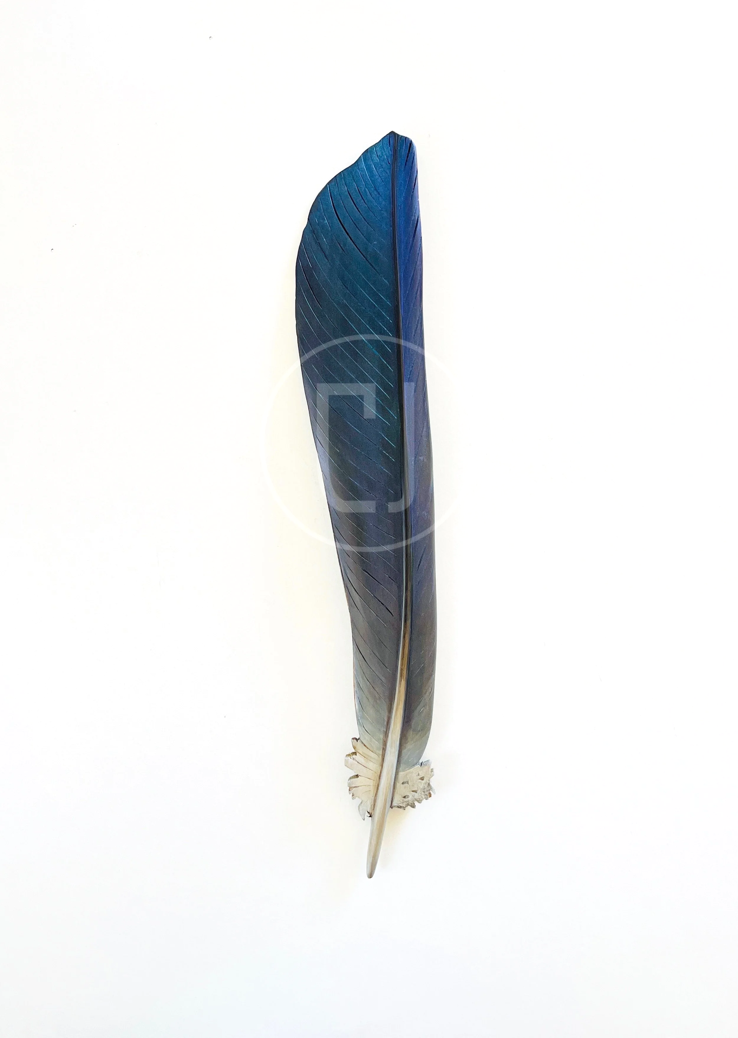 kereru+tail+feather+art+by+claire+jensen.png