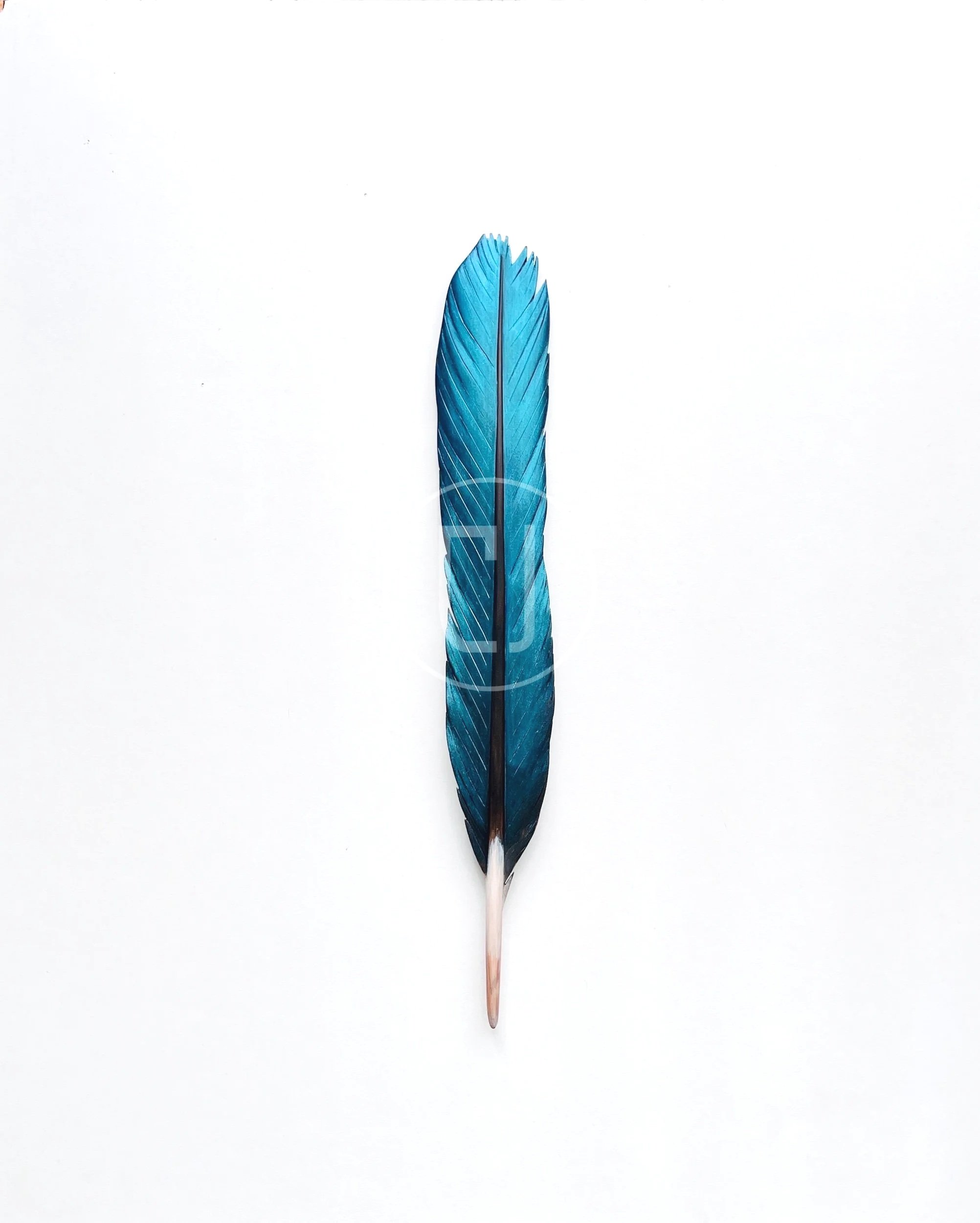 kotare feather wall art by Claire Jensen NZ Artist