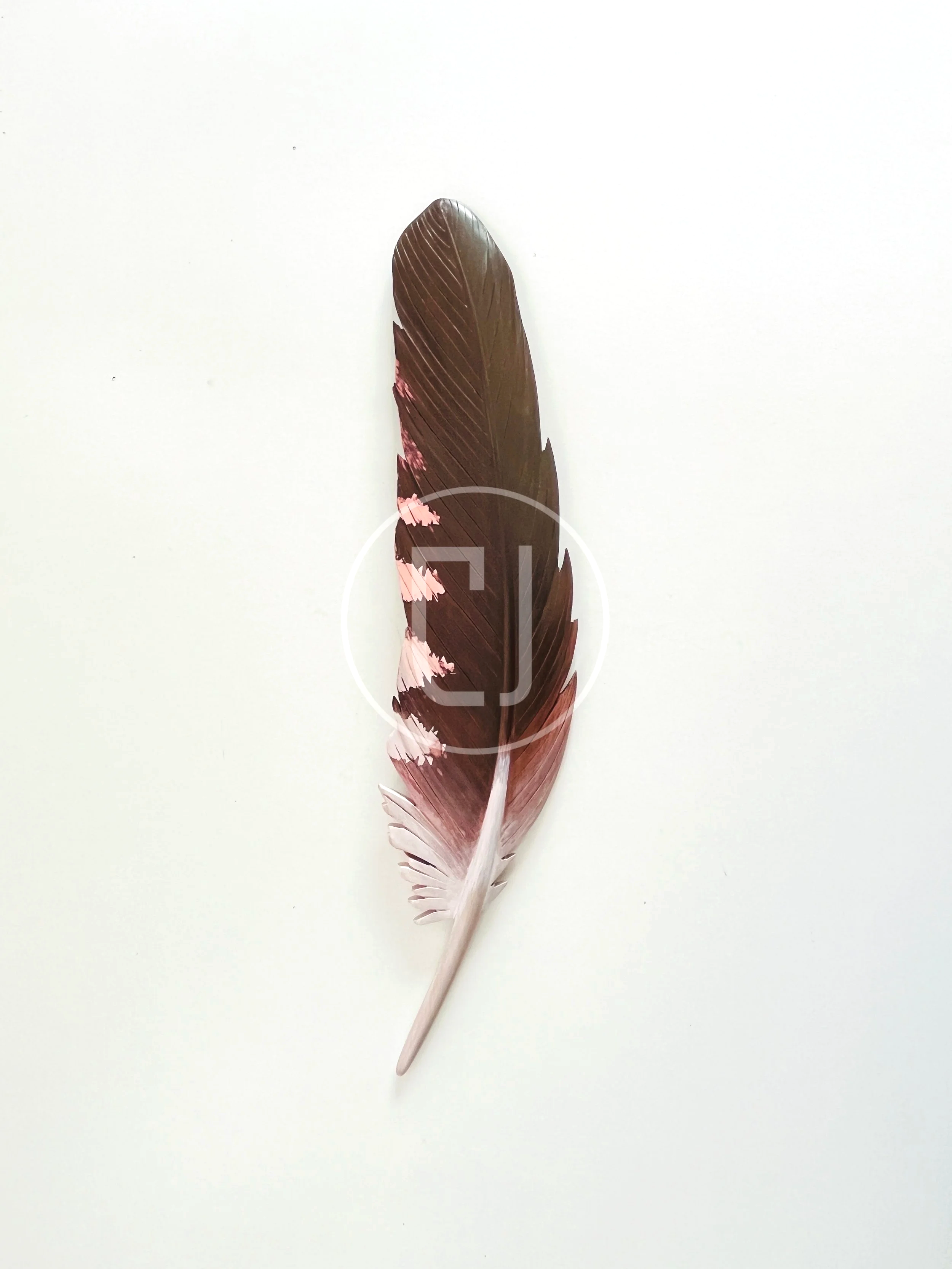 kaka+art+wing+feather+wall+art+claire+jensen.png