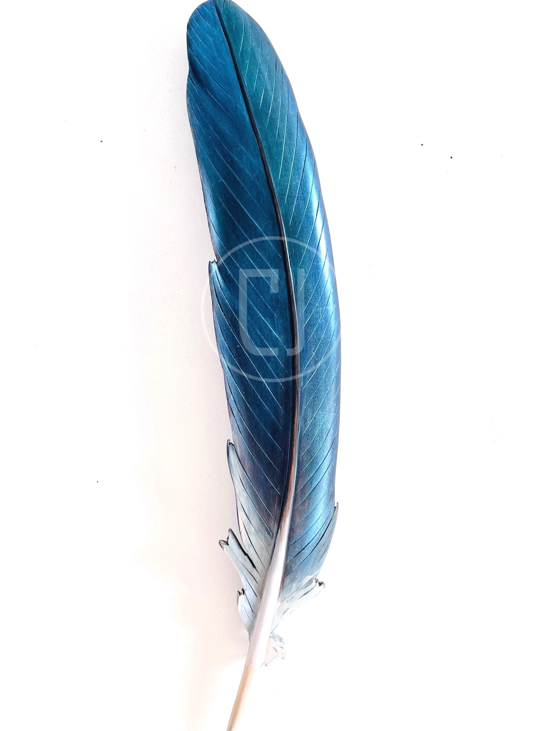 kereru+feather+art+made+in+New+Zealand.jpg