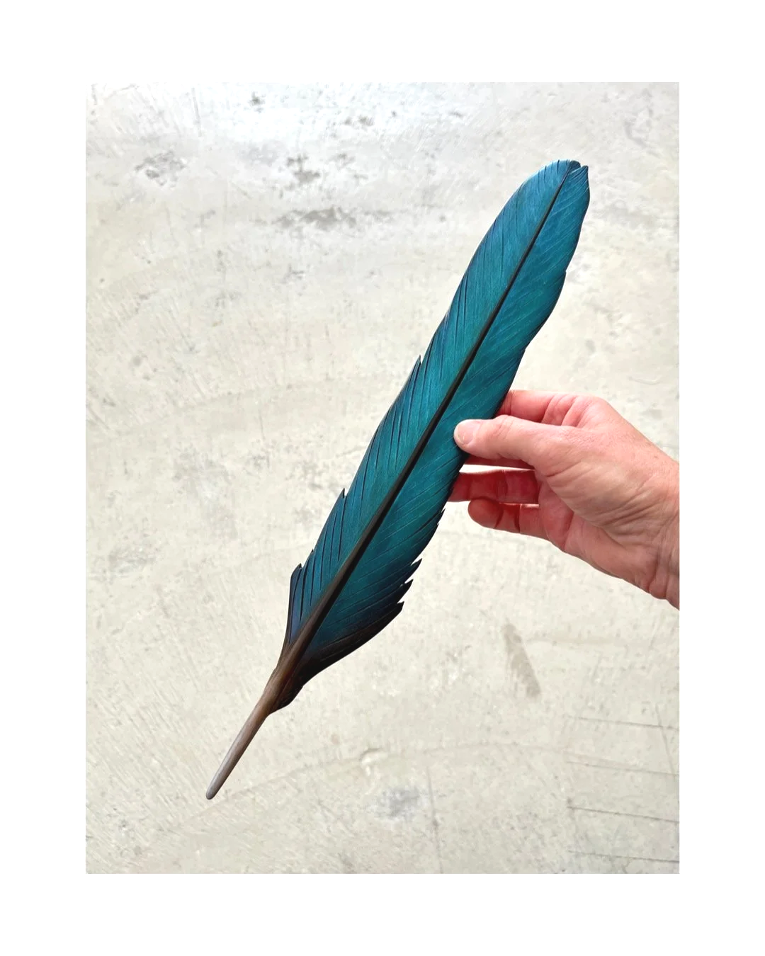 kingfisher+feather+art+by+claire+jensen+nz.png