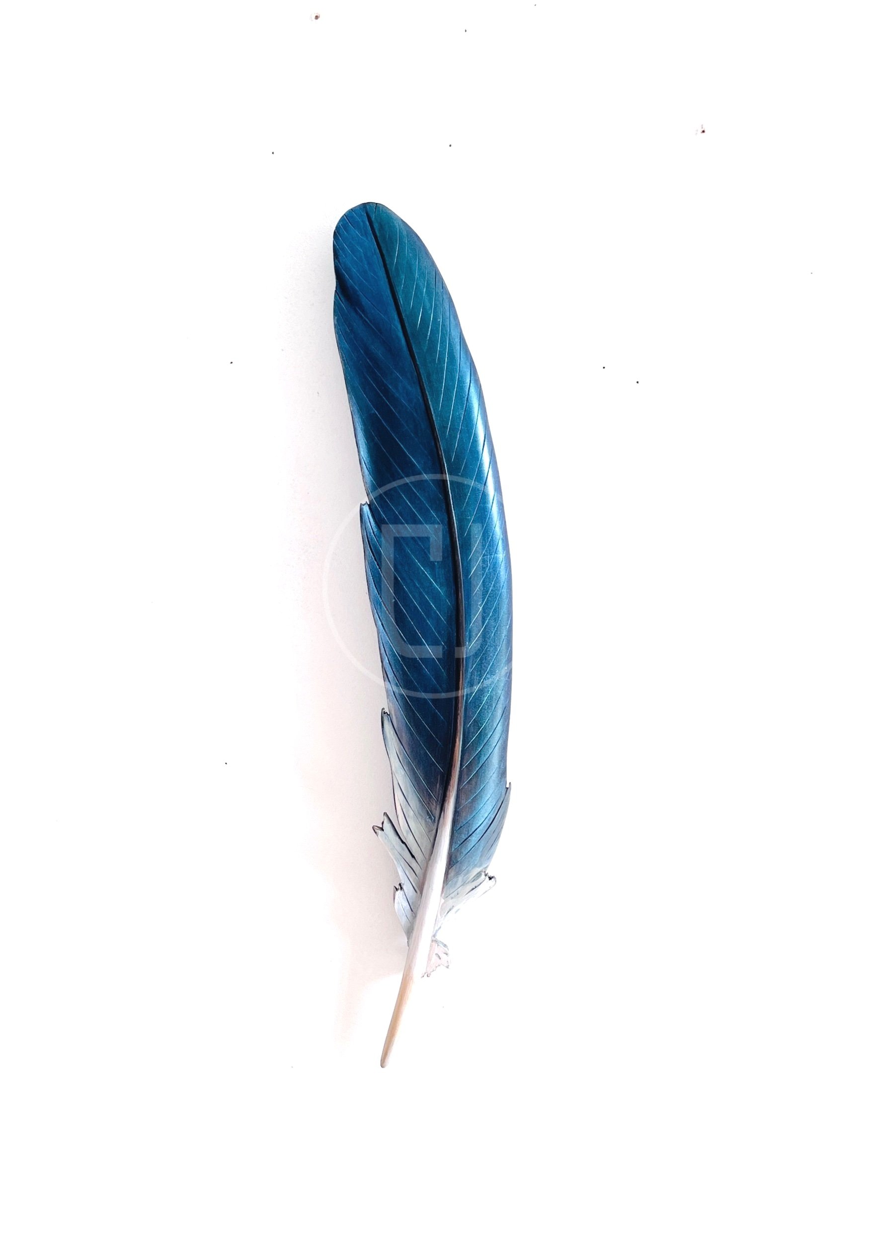 kereru+carved+feather+art.jpg
