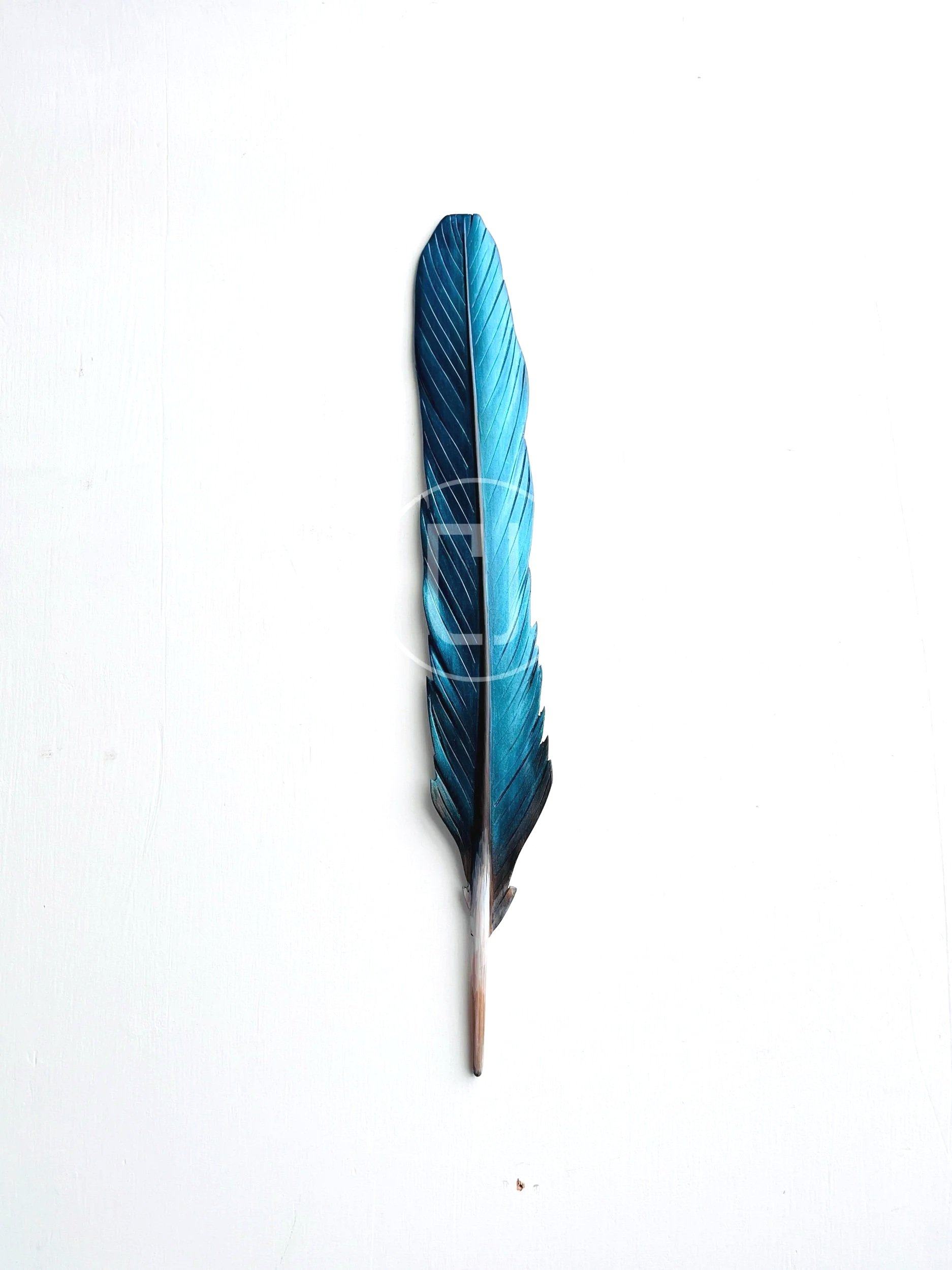 Kōtare Tail Feather Art in Rimu 42cm