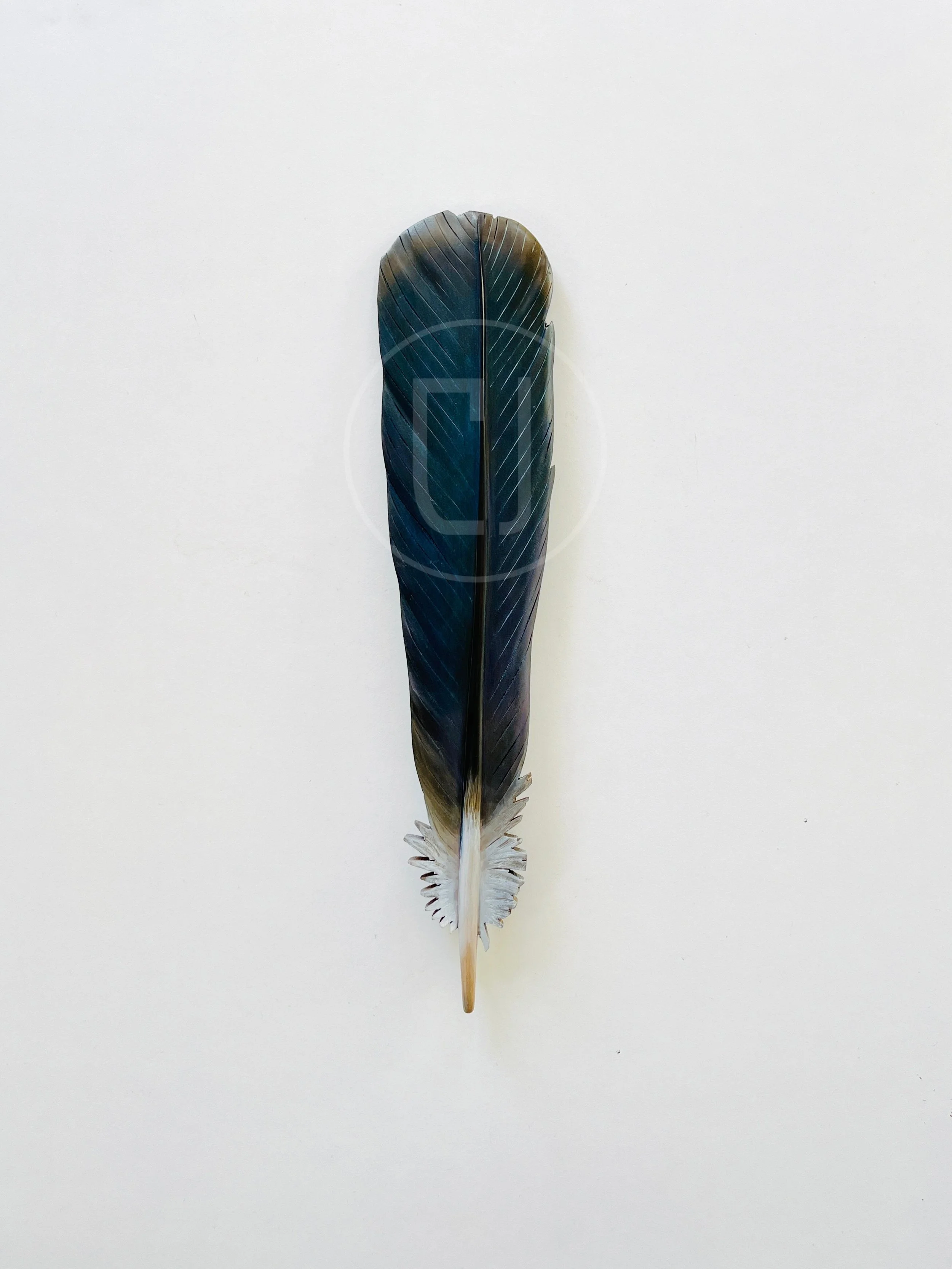 kereru-feather-wall-art-claire-jensen.JPEG
