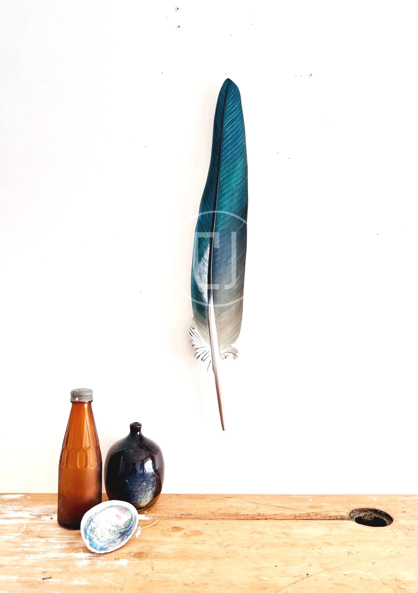 kereru feather art by claire jensen