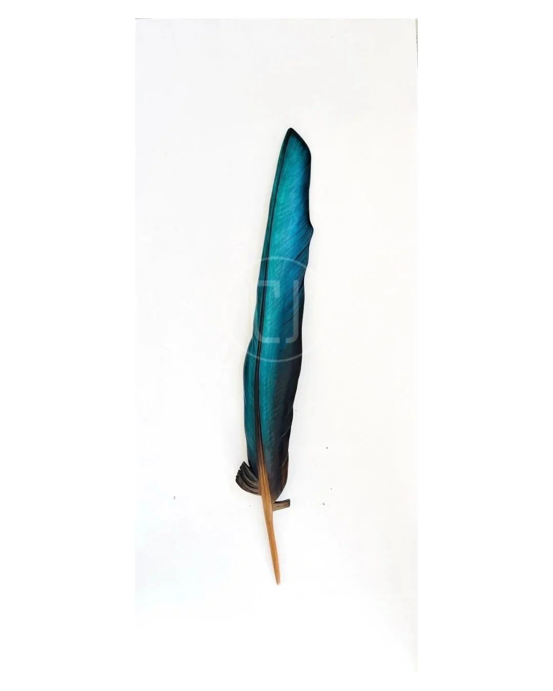 tui-art-wooden-feather-carving-by-claire-jensen