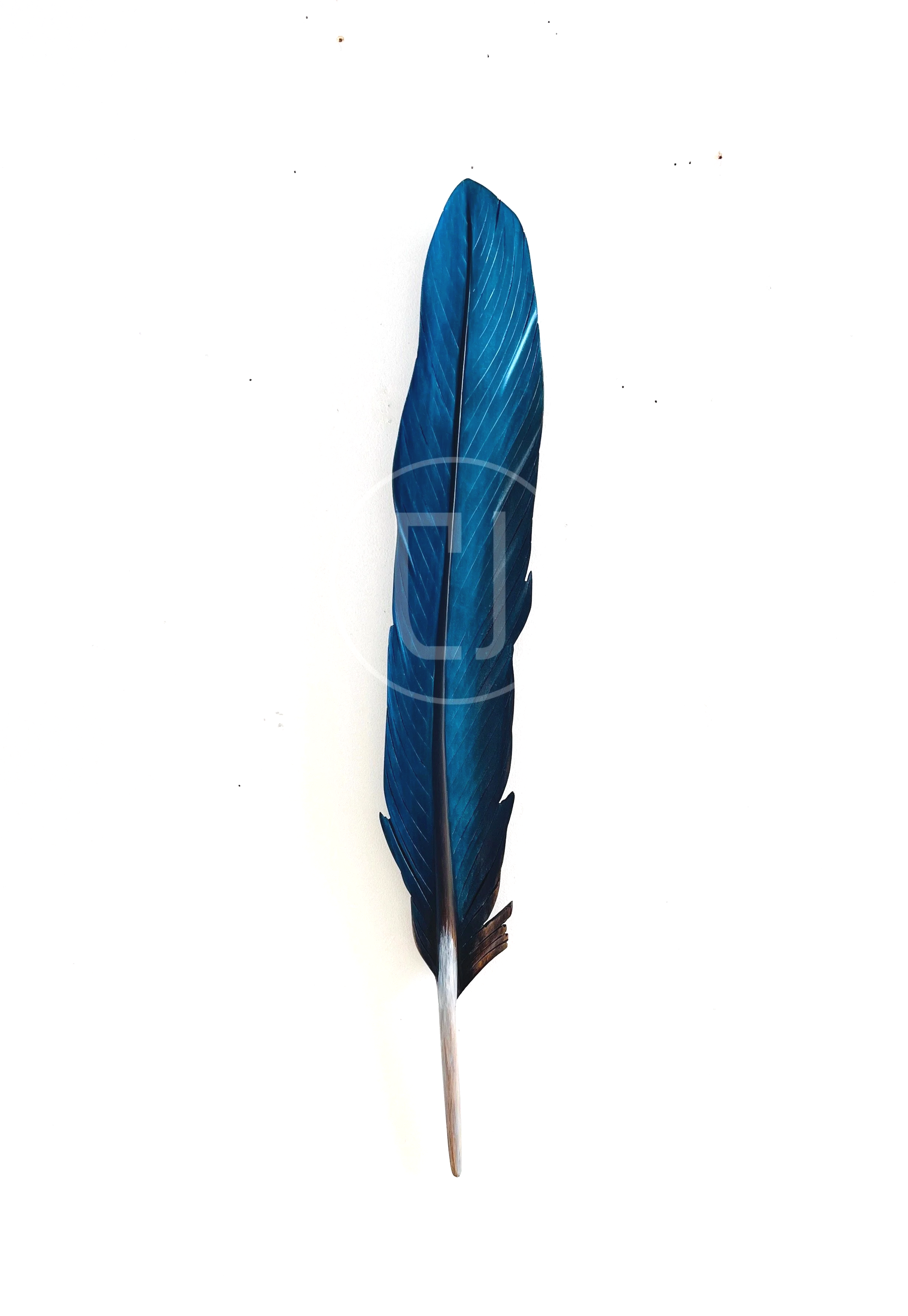 kingfisher+feather+art+by+claire+jensen+nz.png