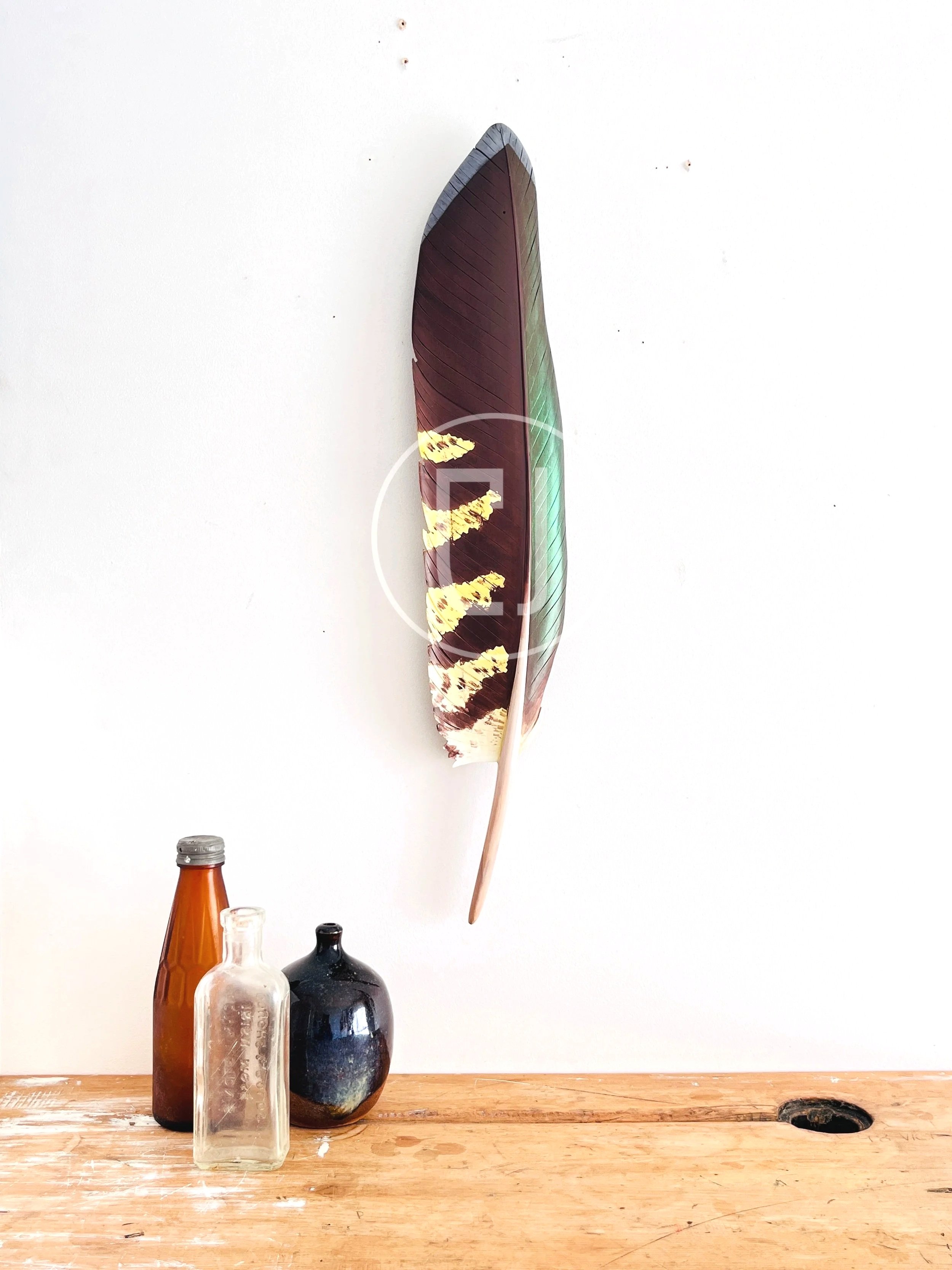 claire-jensen-kea-feather-art.jpg