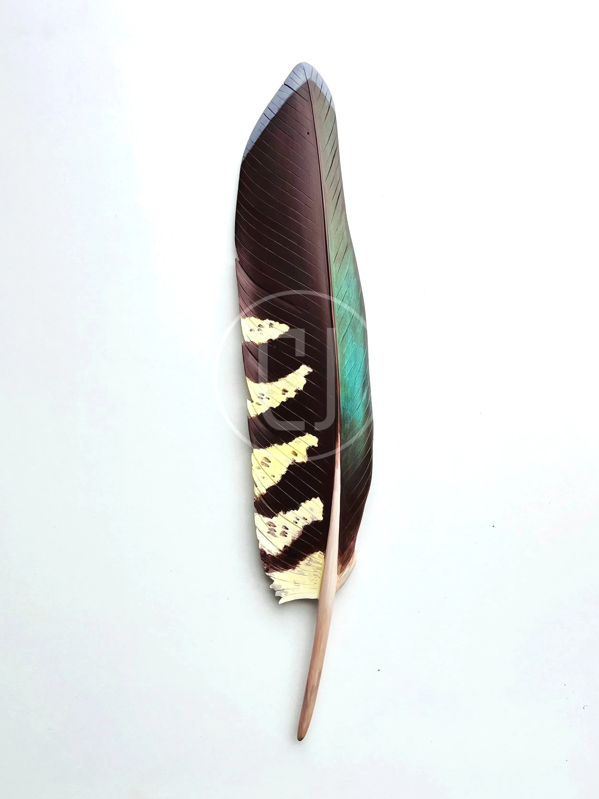 rimu kea feather art by claire jensen nz