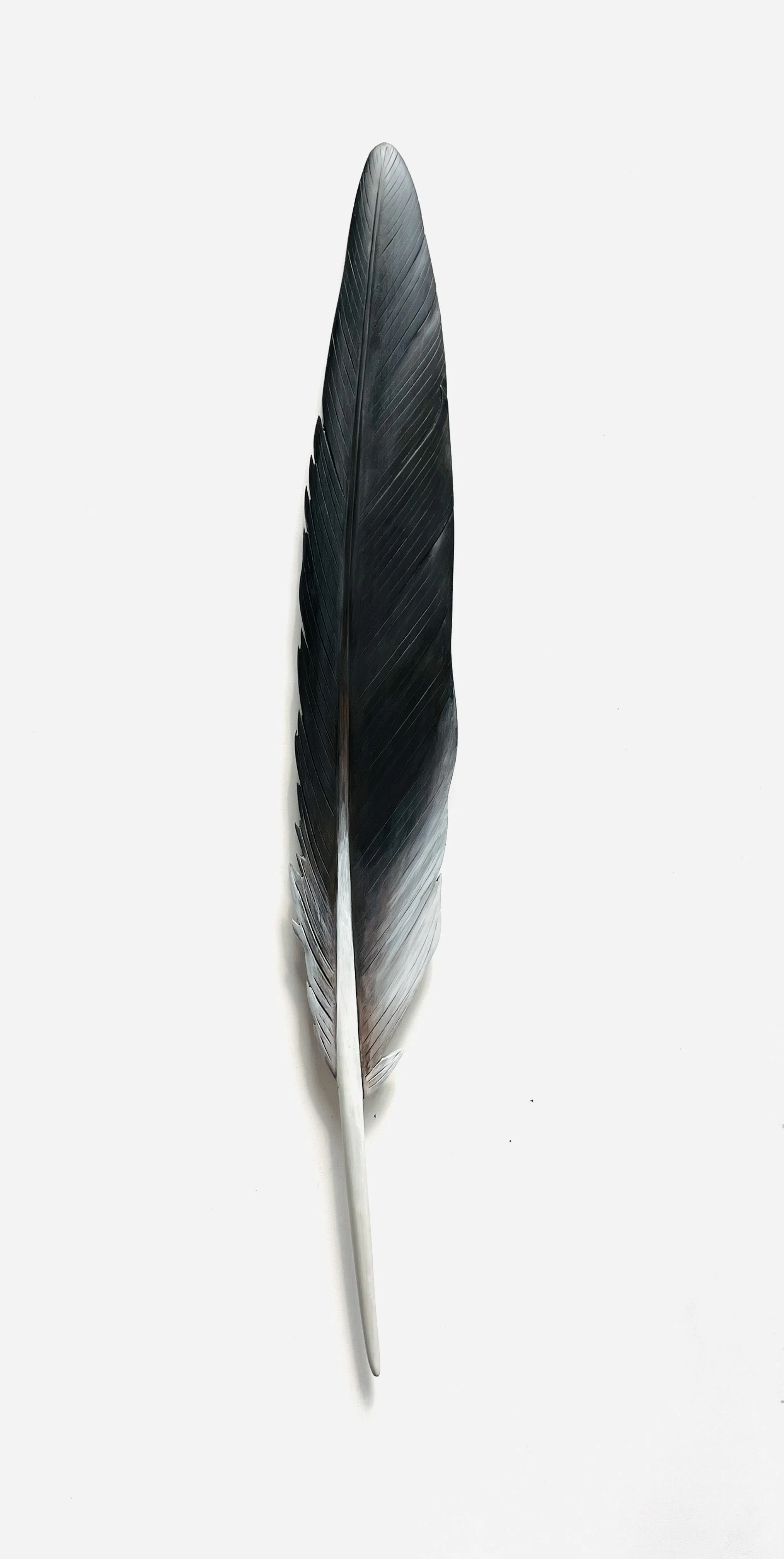kawau feather art claire jensen.JPEG
