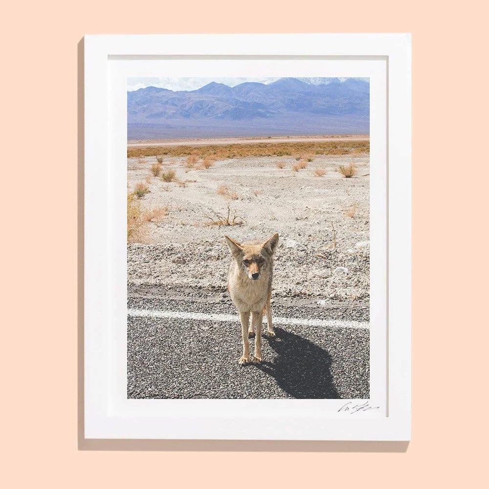 coyote.jpg