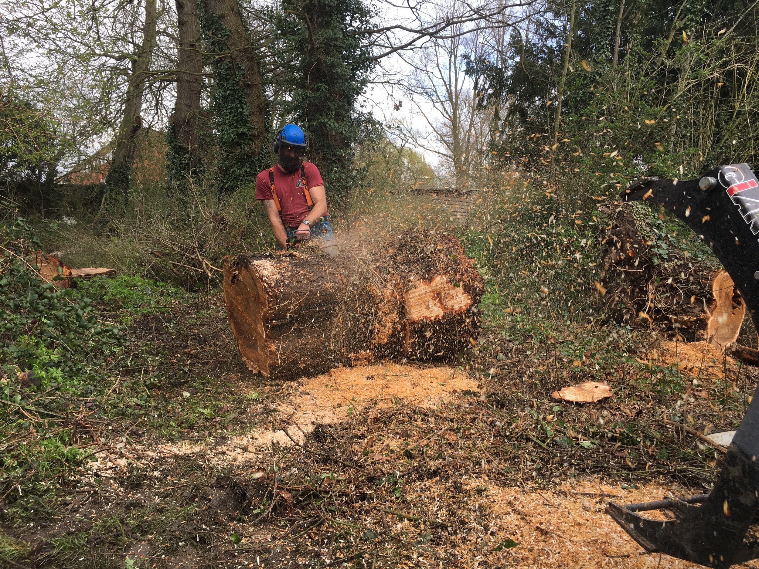 Tree Surgeon Dunstable