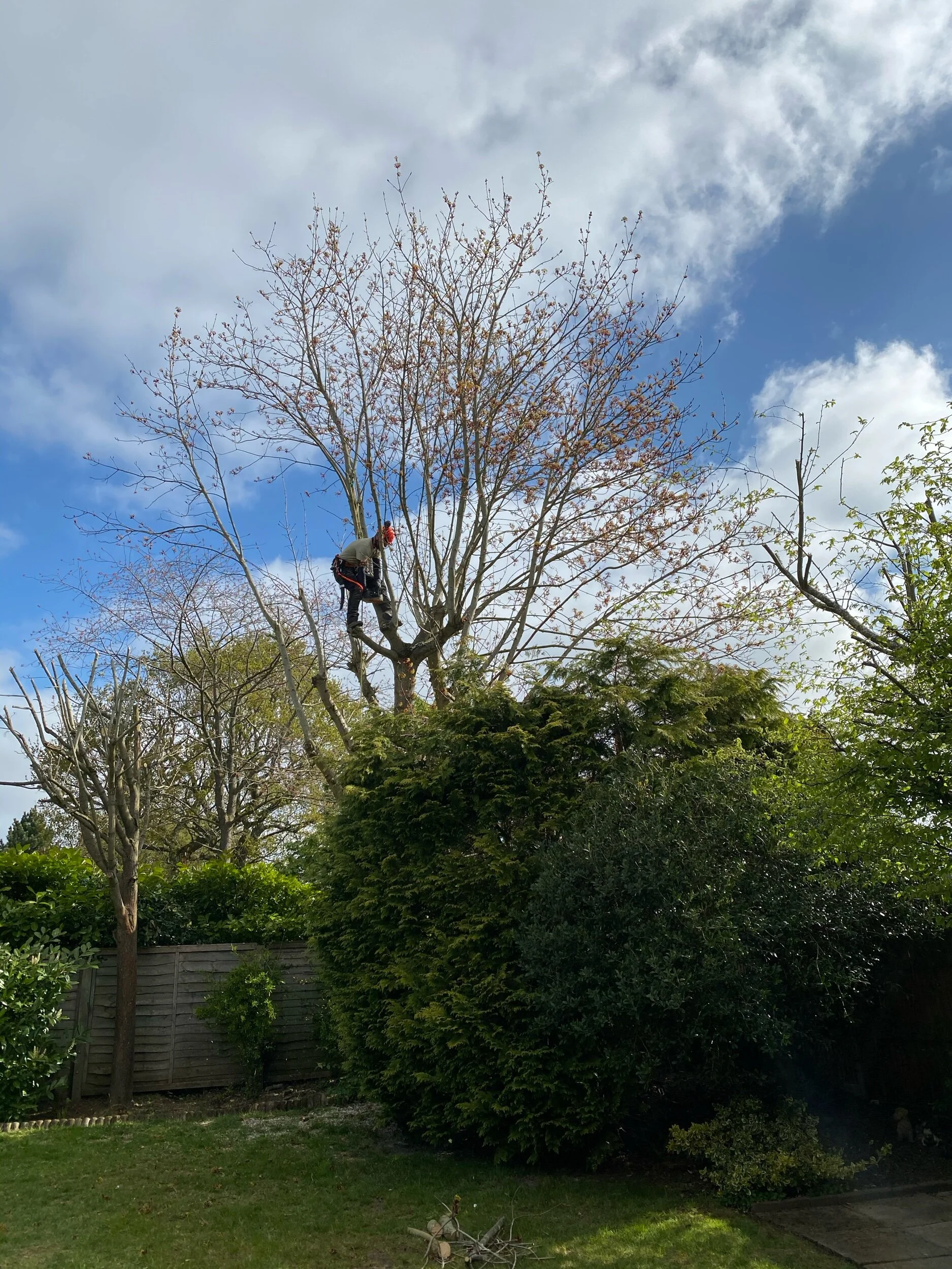 Maple Tree Height reduction