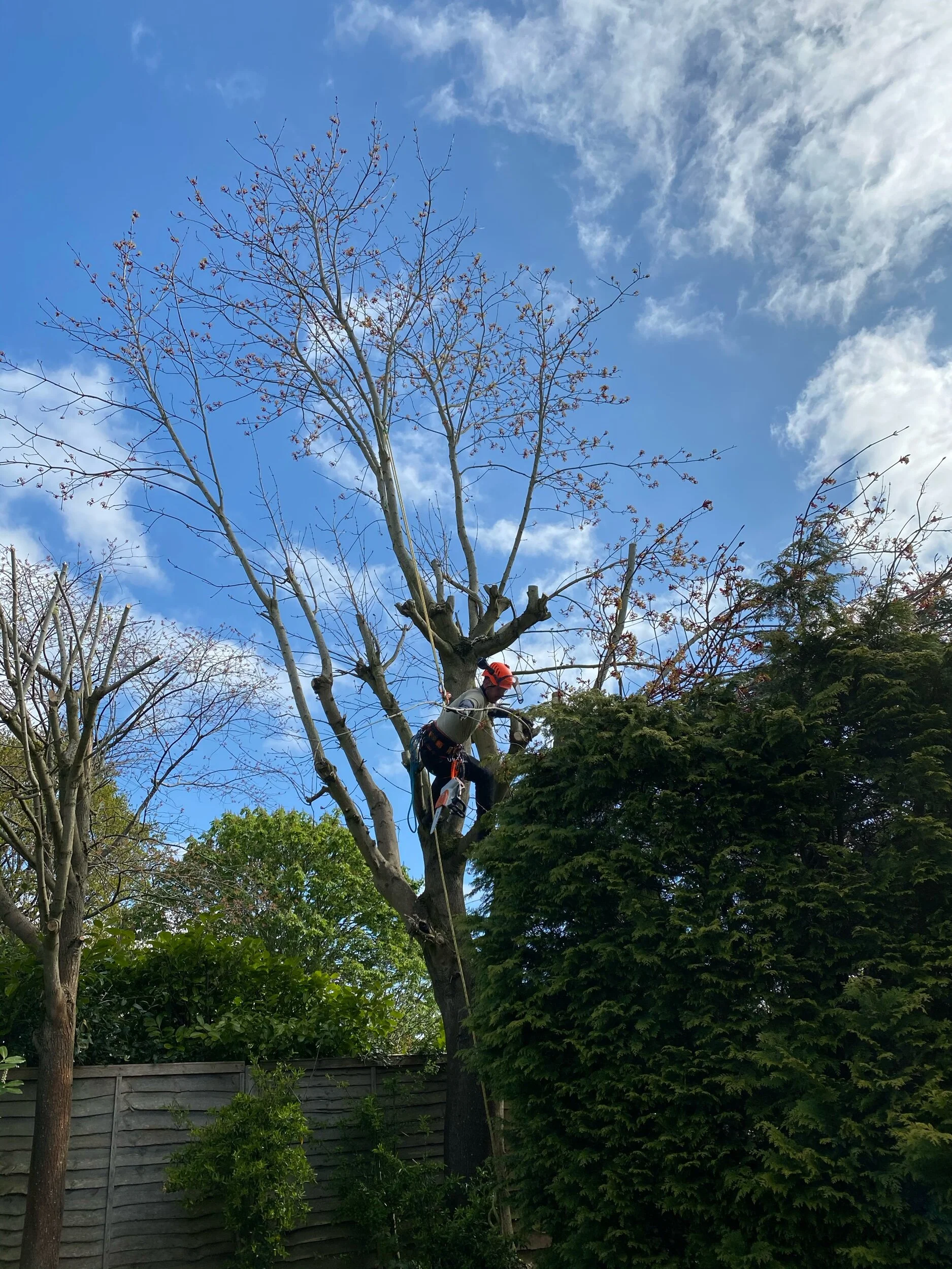 Tree Surgeon Tree Reduction
